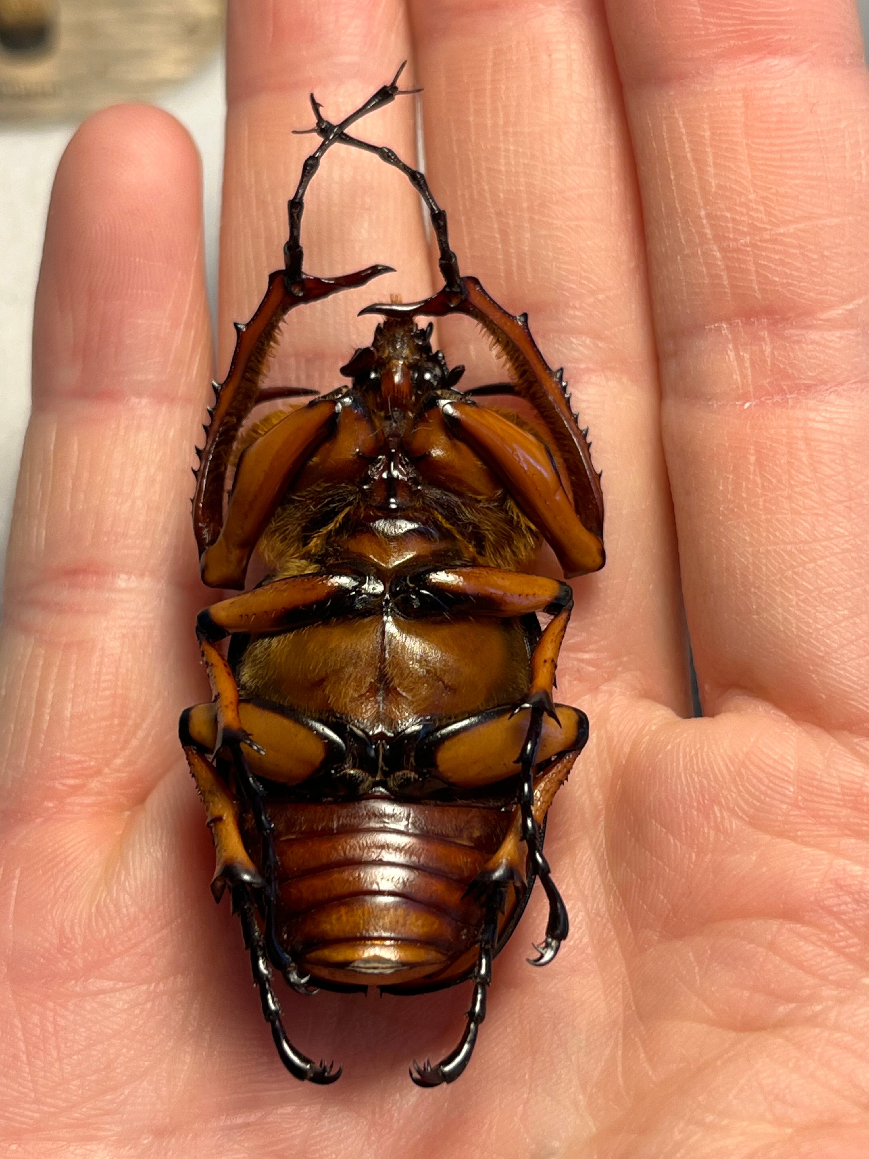 46mm♂】ダビディヒメテナガコガネ 標本テナガカミキリ昆虫標本 甲虫