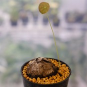 Stephania kaweesakii / ステファニア カウィーサキー⑩ / 観葉植物