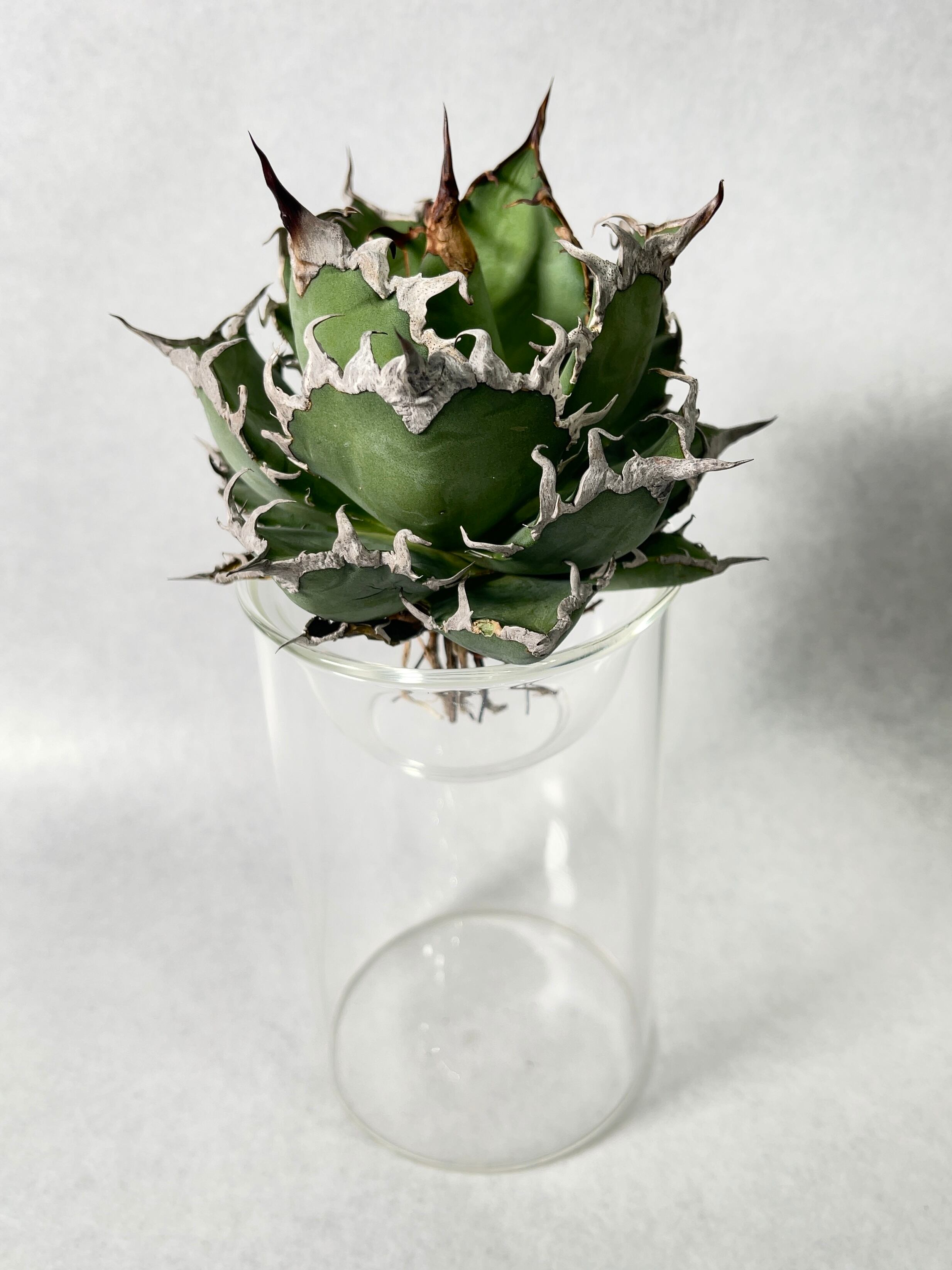 ◆アガベ！シーザー！NO.8◆ 特選株】アガベ・チタノタ シーザー中-004｜agave titanota