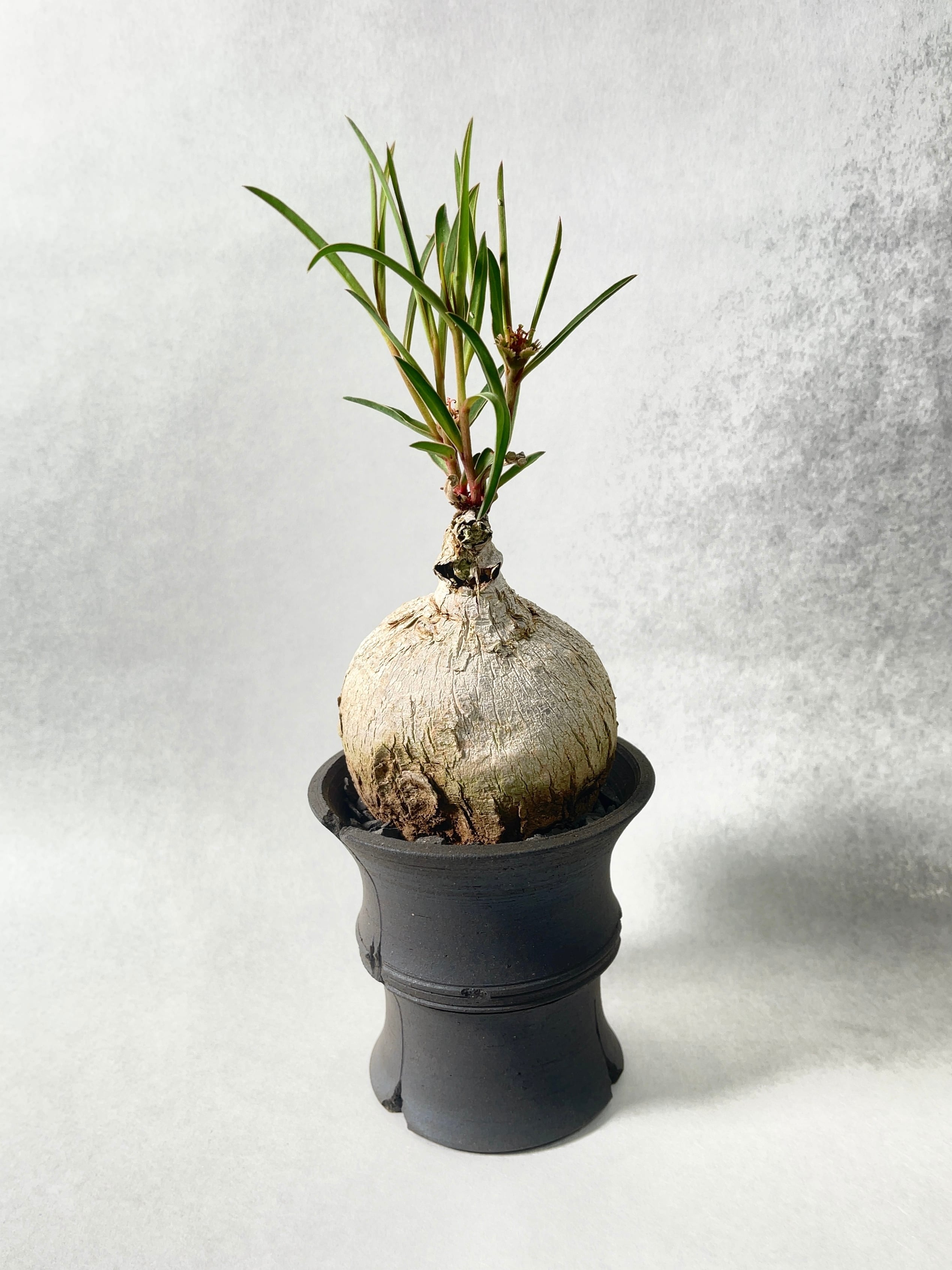 ト*シ様 ユーフォルビア トリカデニアEuphorbiatrichadenia 214f1d234a28de53158d28ddea4050