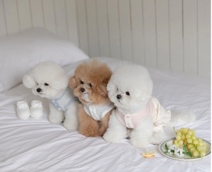 即納品【TODLEY】Petite Bear Romper(blue) Lサイズ