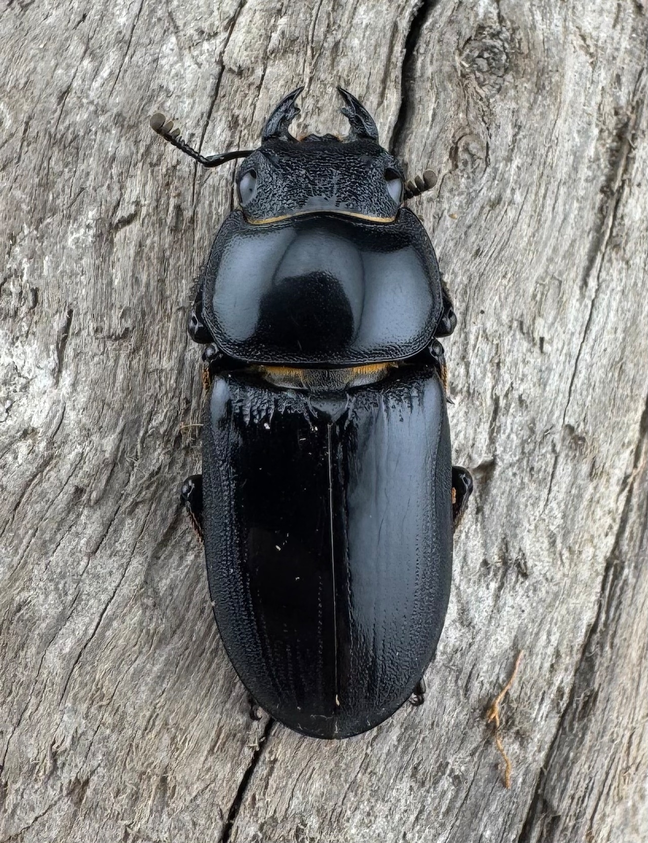 【WD】《ドルクスヤクシャ原名亜種 チベット産 41mm ♂♀♀トリオ》