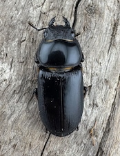 【WD】《ドルクスヤクシャ原名亜種 チベット産 41mm ♂♀♀トリオ》