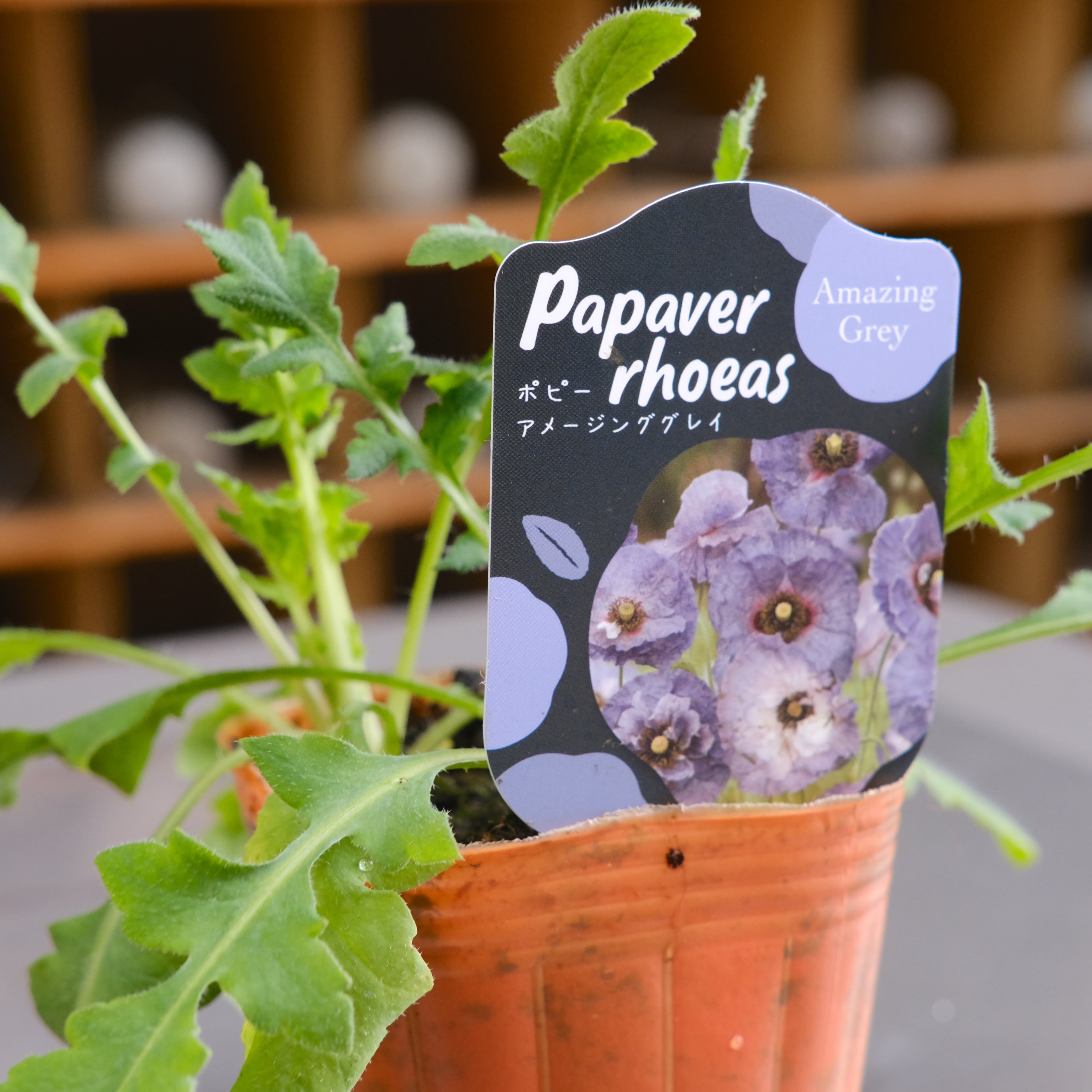 ポピー《 アメージング グレイ 》 | グリーンギャラリーガーデンズ