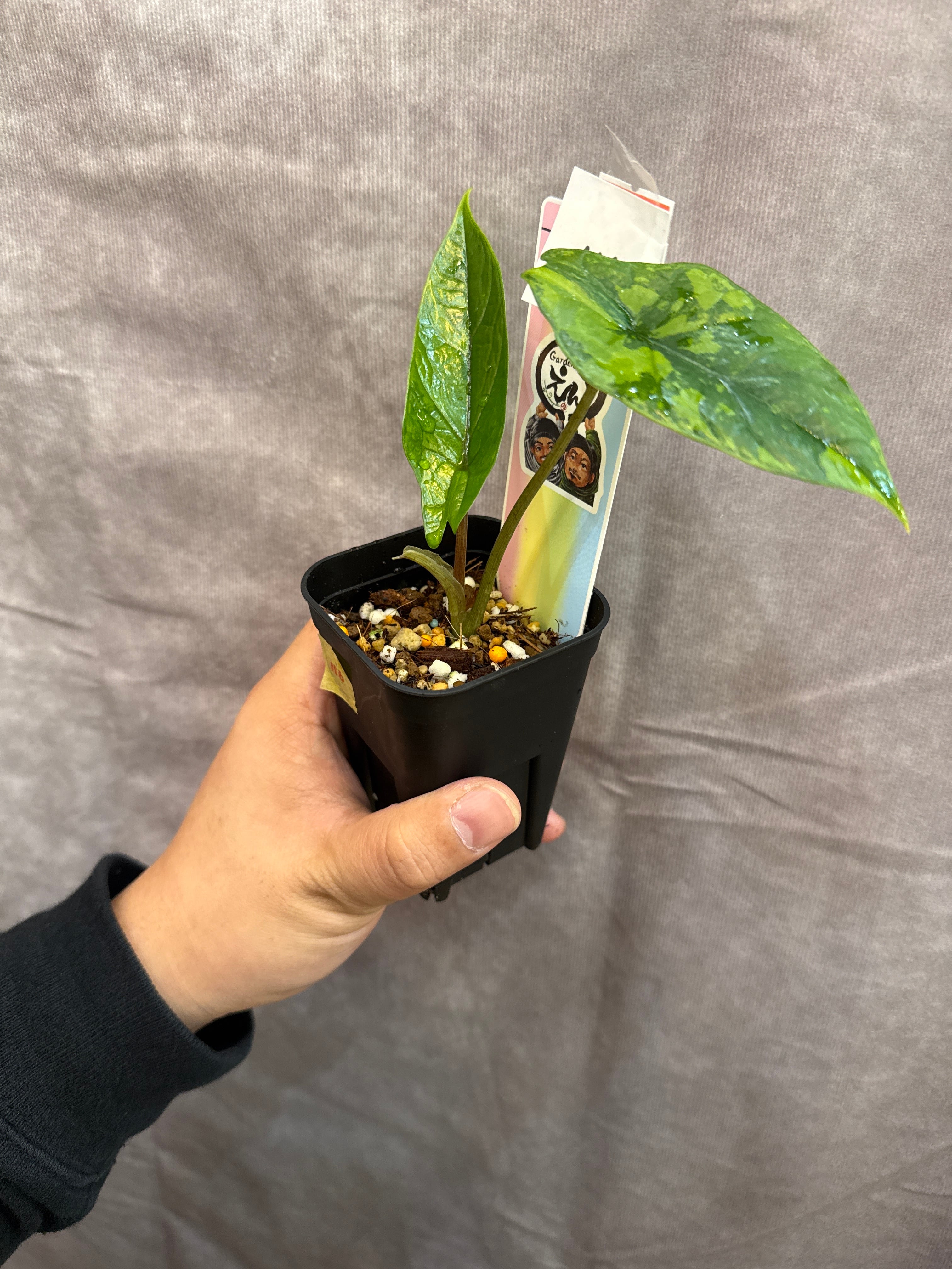 116. Alocasia 'scalprum variegated' / アロカシアスカルプラム斑入り 116. Alocasia 'scalprum variegated' / アロカシアスカルプラム斑入り