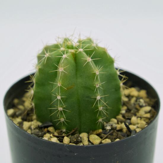 たまちゃんず農園 サボテン 大仏殿