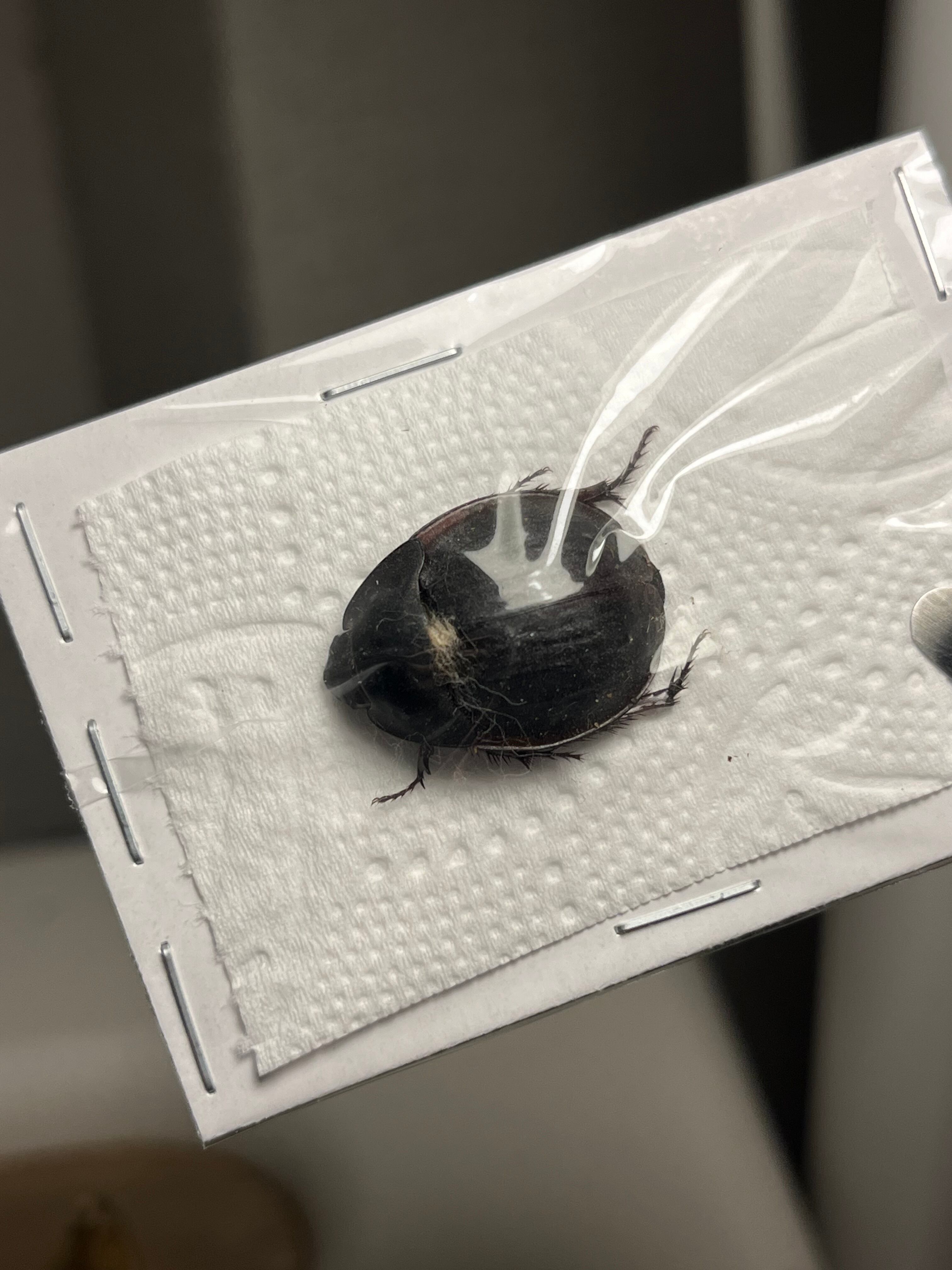 21mm】ヘリへクソドン 標本 カブトムシ コガネムシ ハナムグリ