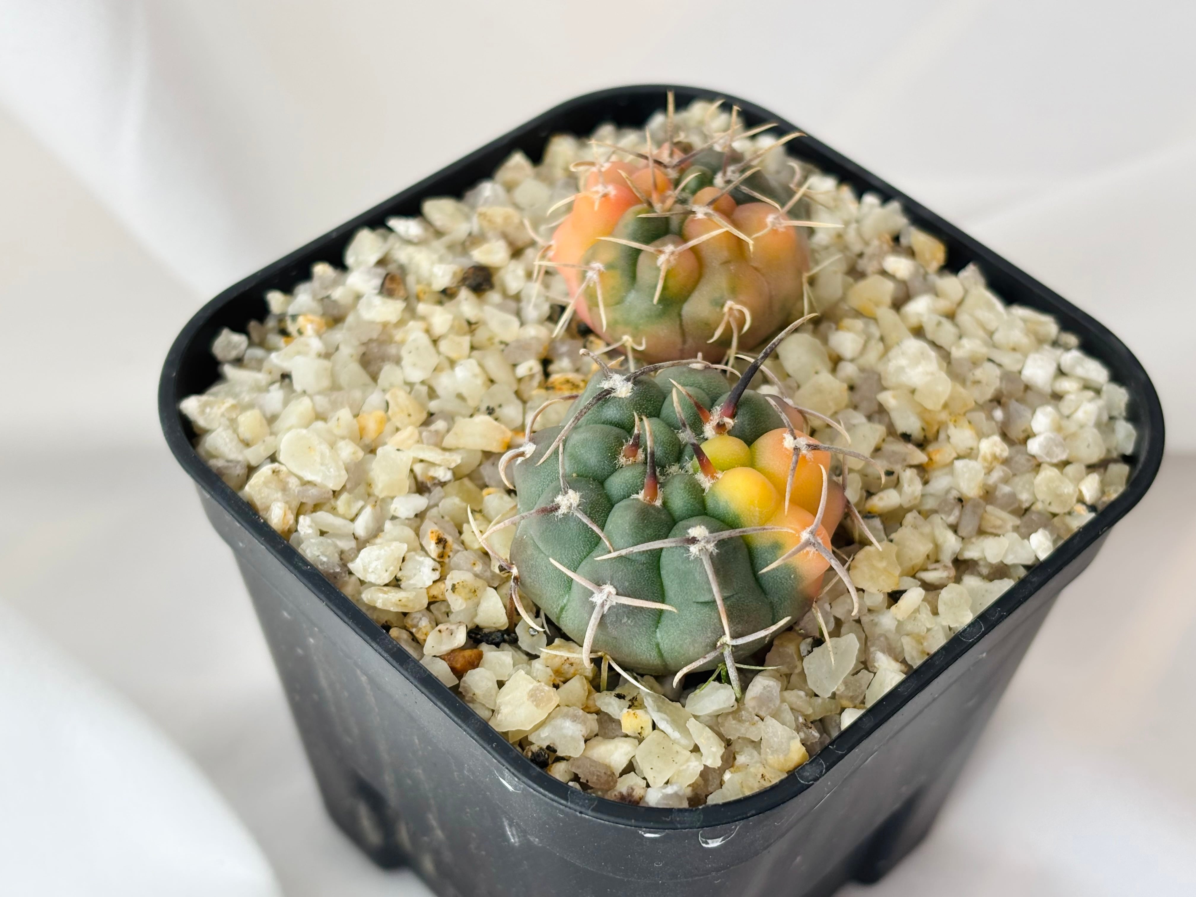 Gymnocalycium vatteri ギムノカリキウム バッテリー錦 サボテン