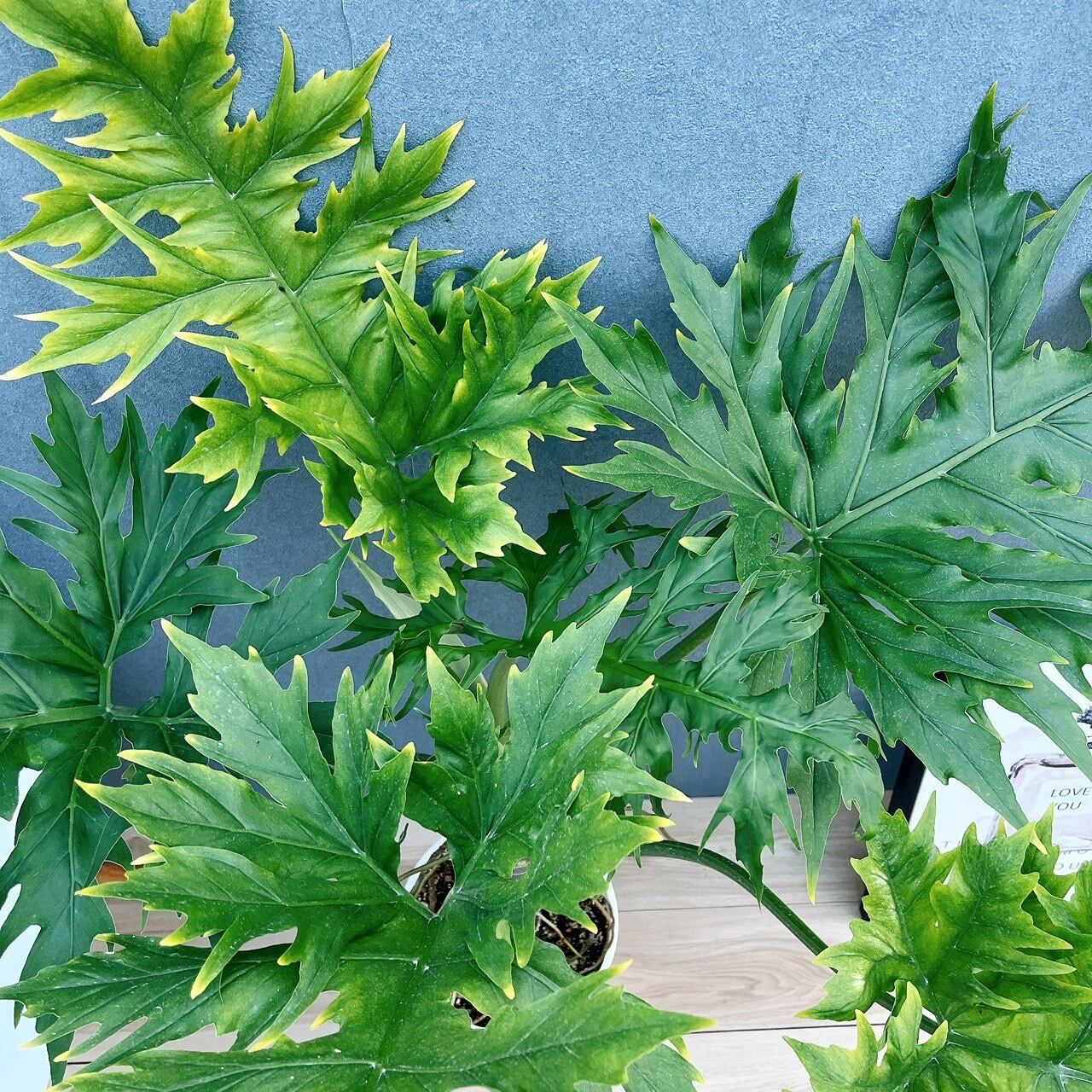 ［現品］【希少】1番　フィロデンドロン　ワルセウィッチー　8号　観葉植物　レア 現品］【希少】1番 ☆珍しい☆ フィロデンドロン ワルセウィッチー 8号