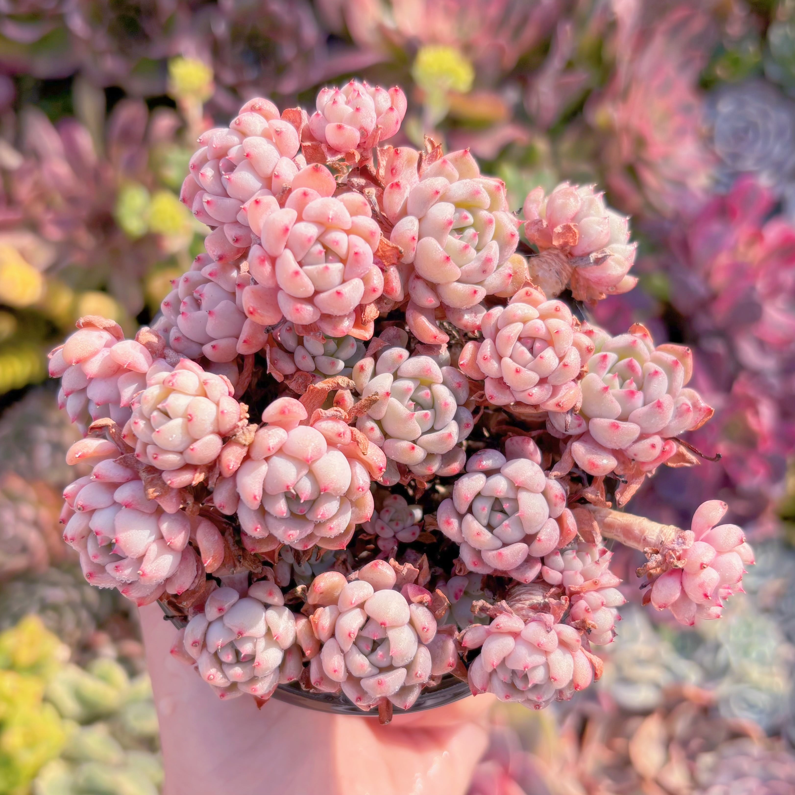 現品　スノービーチ#M155　るる農園