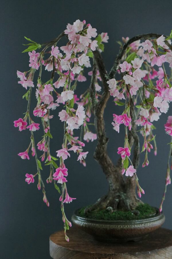 枝垂れ桜　盆栽　樹高45㎝ 盆栽 枝垂れ桜 Cherry Tree Bonsai #103 | Oh! BONSAI