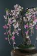 盆栽 枝垂れ桜 Cherry Tree Bonsai #103