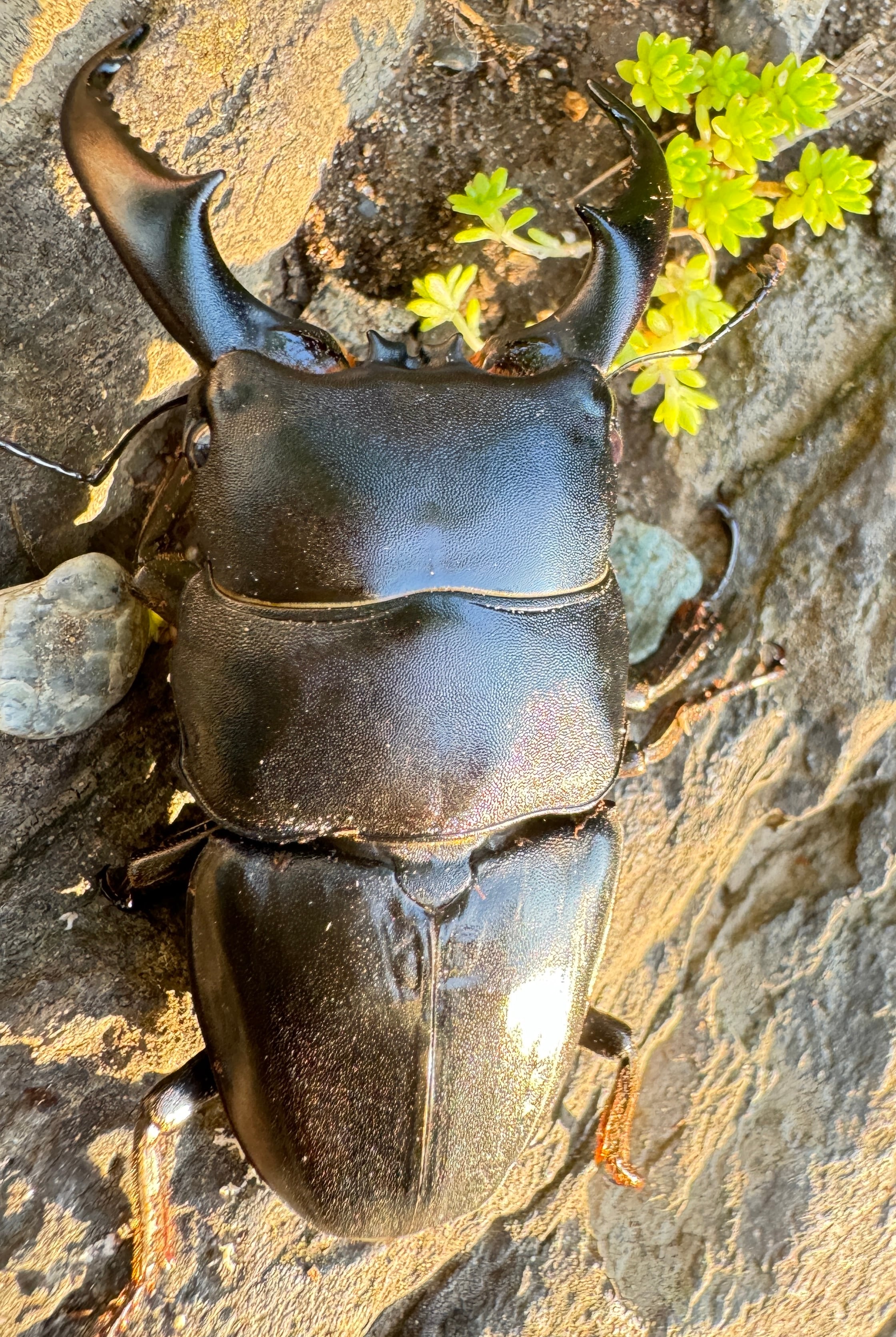 稀少【特大】 アマミヒラタクワガタ 【雌雄大型】レア | KUWAGATA-PANDA