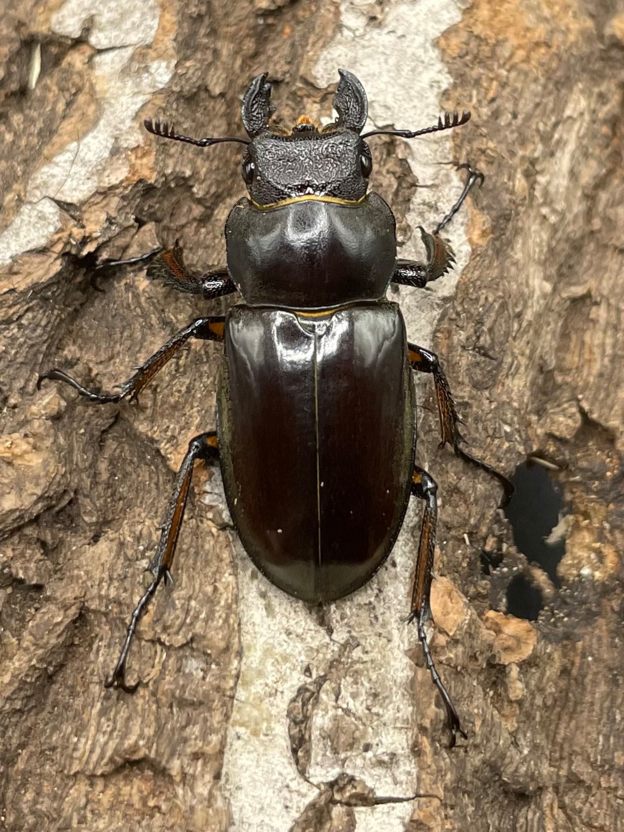 【WD】2018新種記載《ジュシャンミヤマ ♀単》