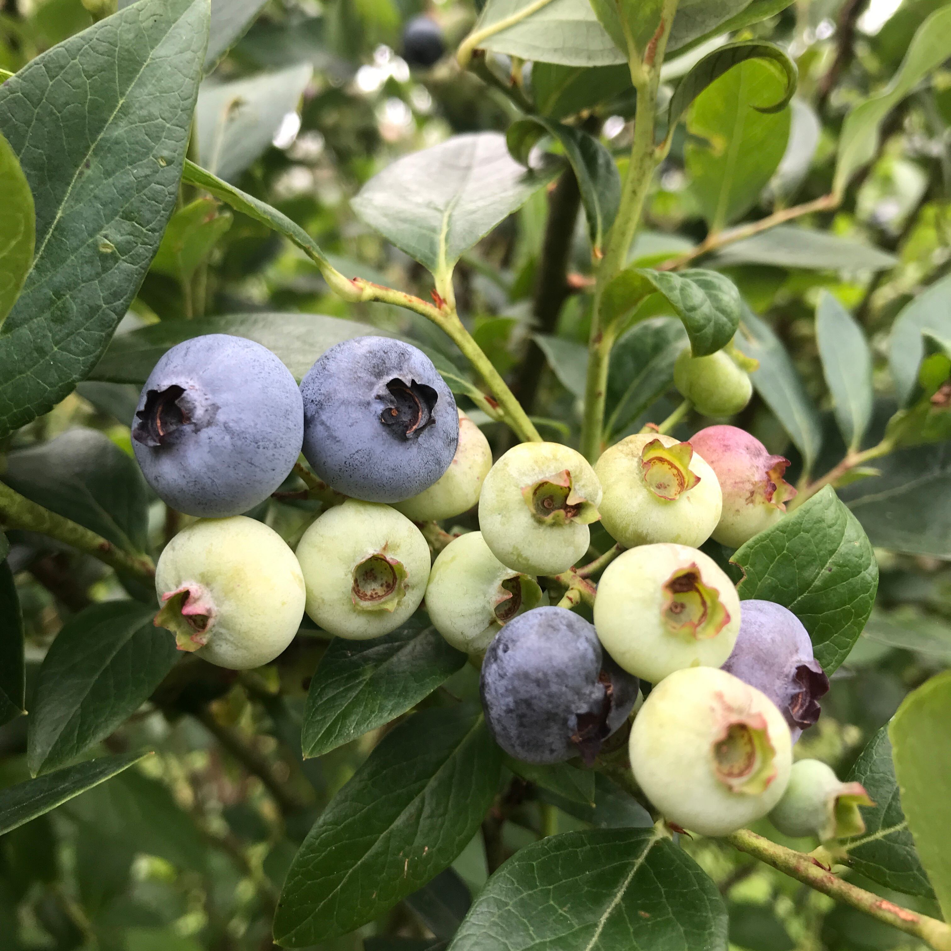品種（完熟）エリオット2kg 冷凍ブルーベリー無肥料無農薬 | りくんこ
