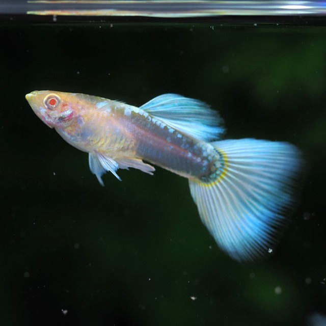 【セール】RREAドイツイエロータキシード　若魚2ペア