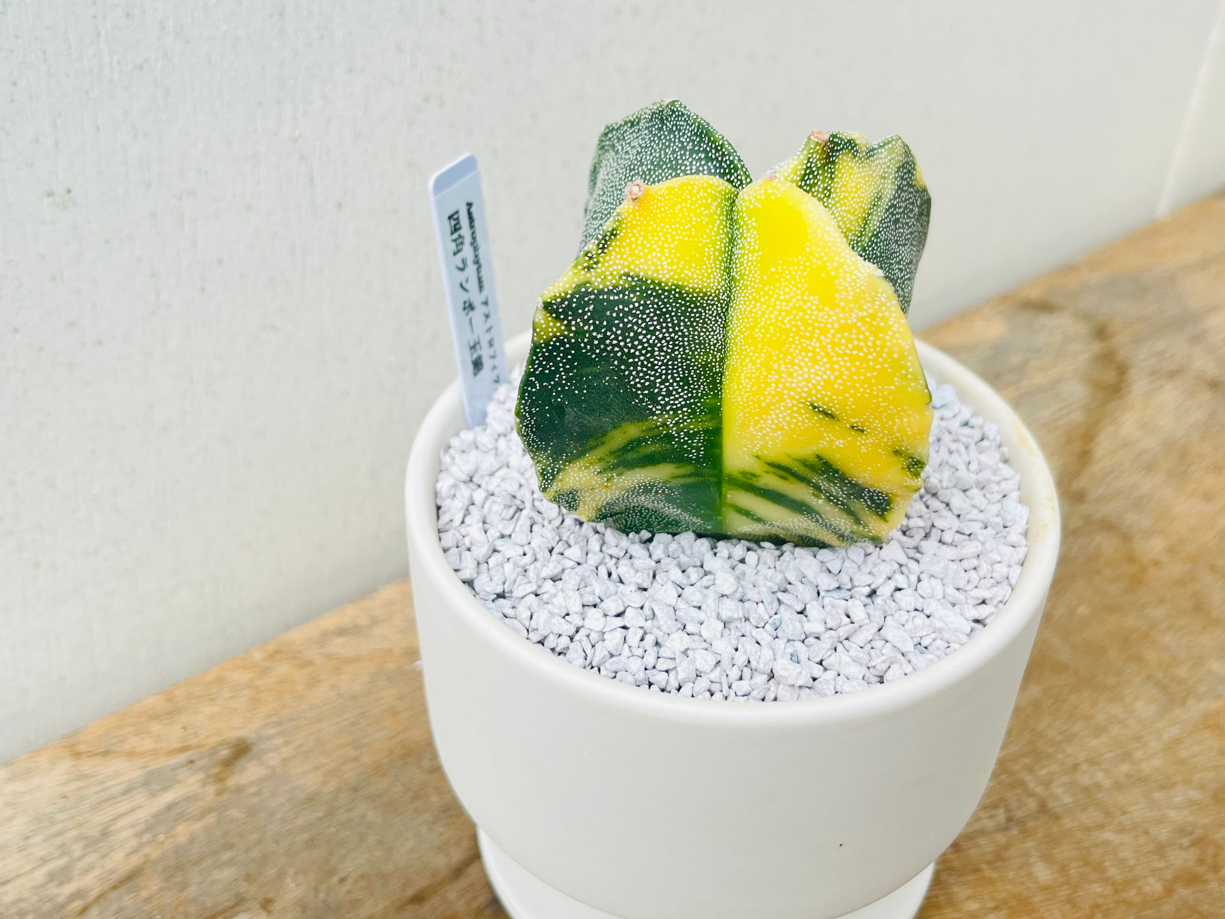 Astrophytum myriostigma アストロフィツム 四角ランポー玉錦 四角鸞鳳