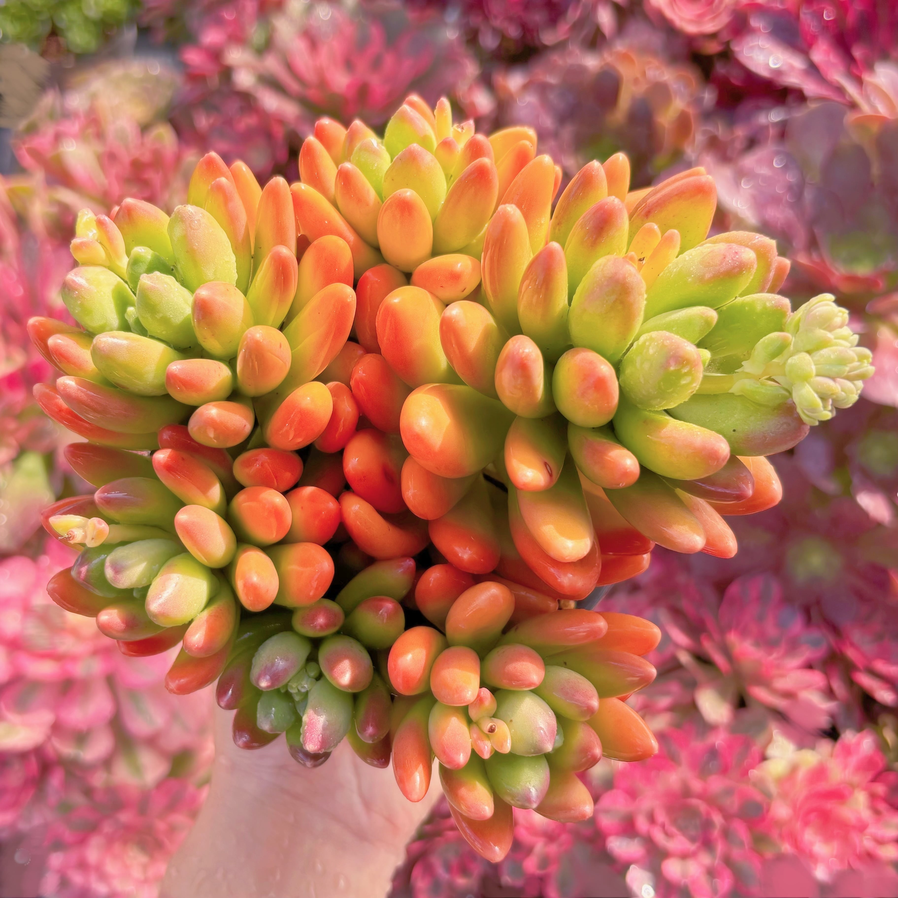 現品　マンゴーミルク#678　大群生　美苗　希少　新入荷　るる農園