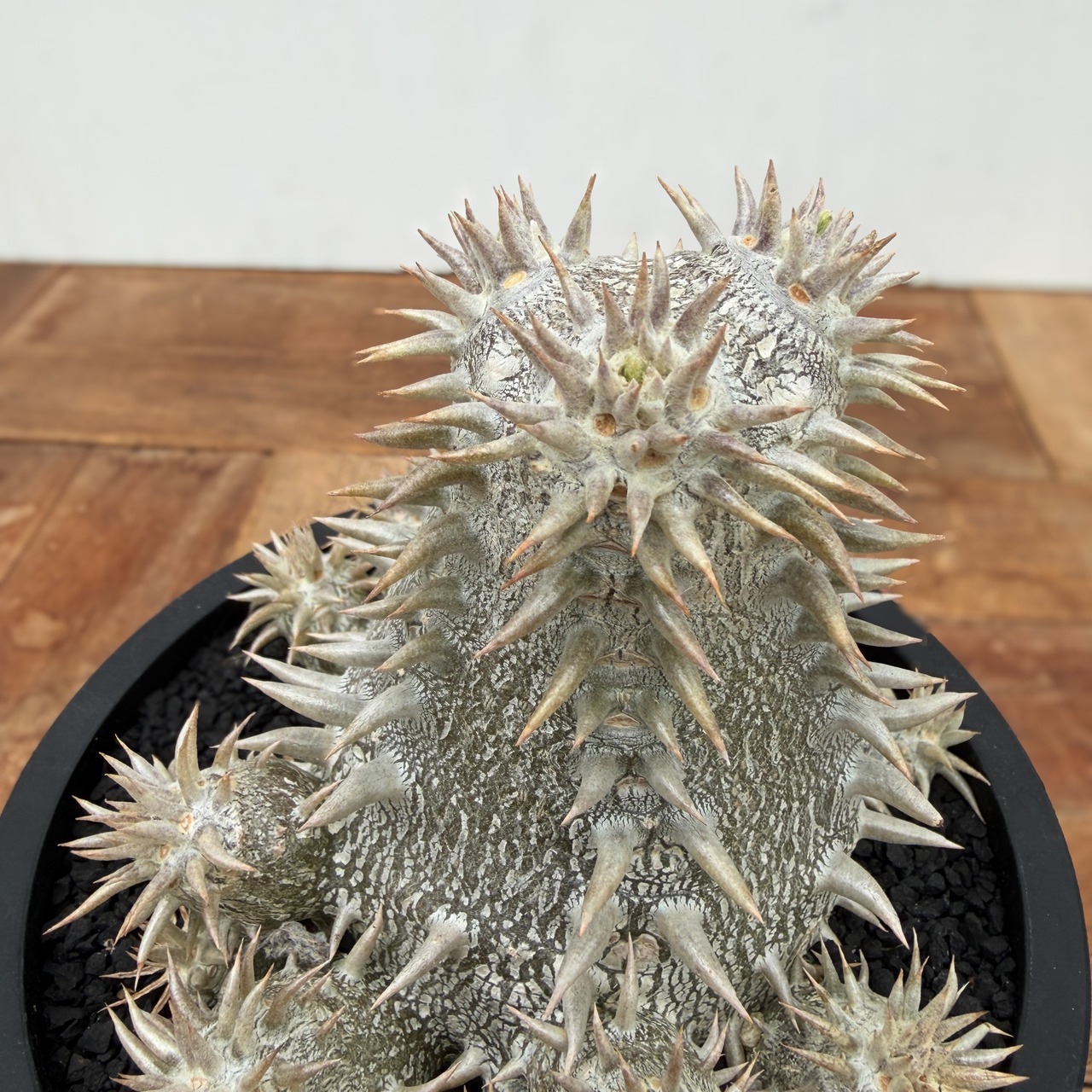 Pachypodium Densicaule【パキポディウム・恵比寿大黒・実生】
