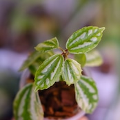 Pilea cadierei variegated③│ピレア カディエレイ 斑入│観葉植物