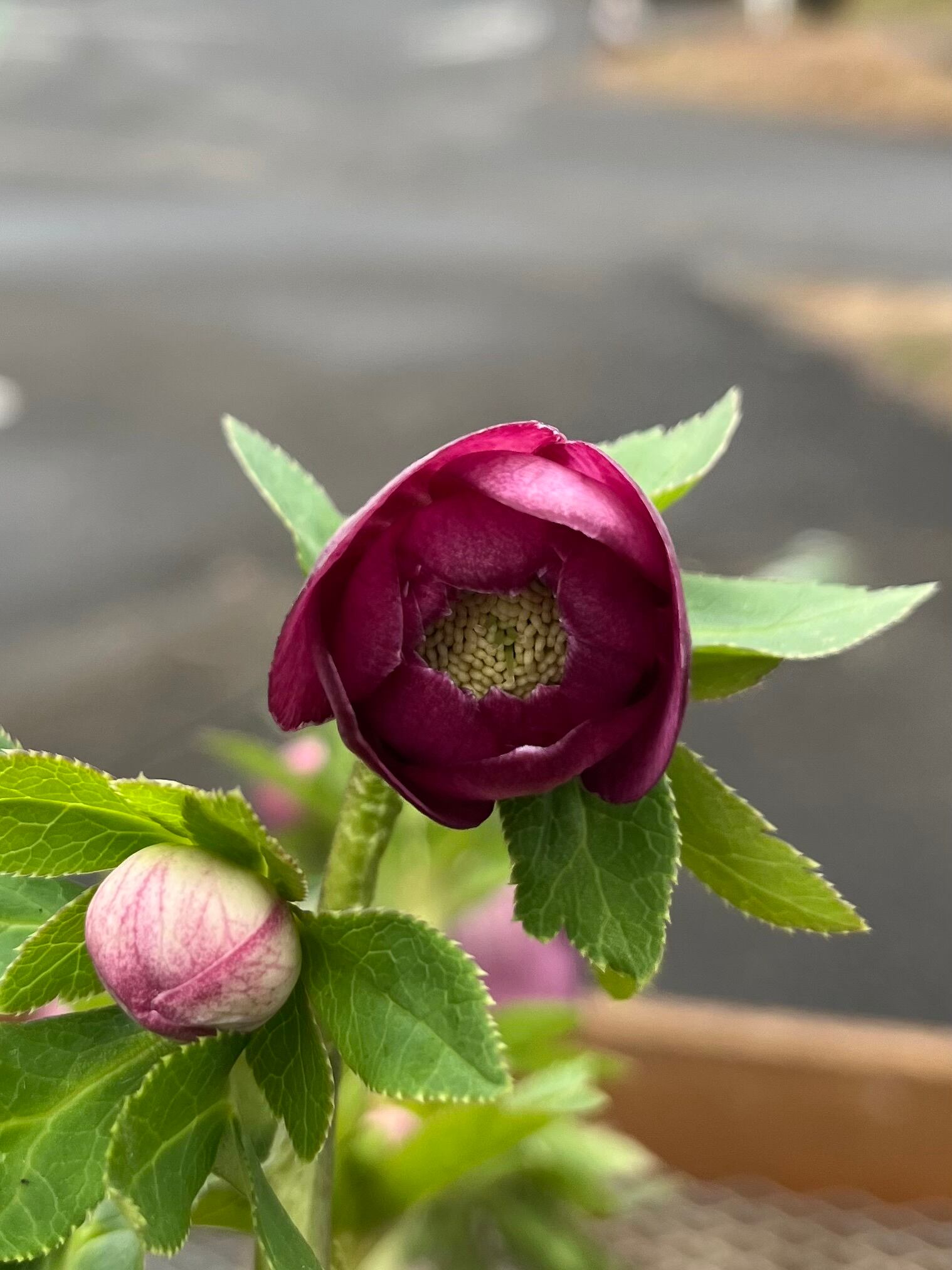 クリスマスローズ　認定アフロディーテ　加藤農園 加藤農園認定札付き】クリスマスローズ株分け アンティーク