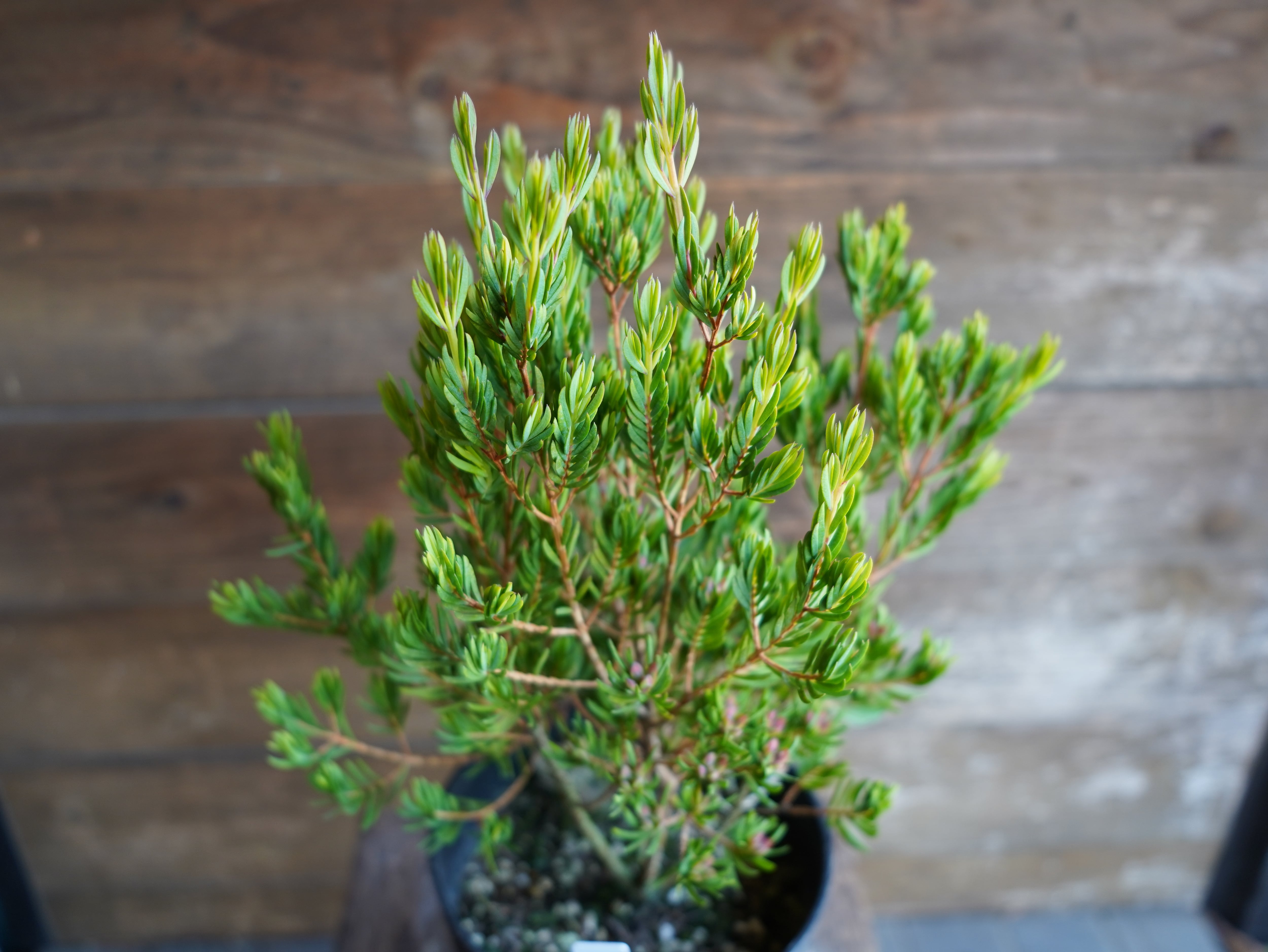 【現物】ダーウィニア ”プロセラ” B