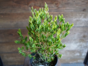 【現物】ダーウィニア ”プロセラ” B