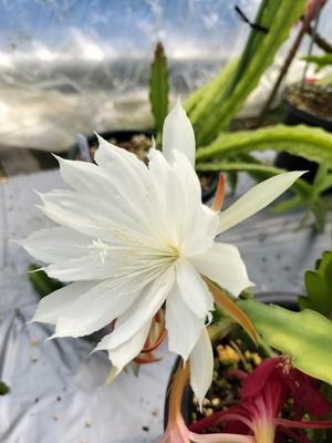 Epiphyllum hybrid 'Rosarito'　１０．５ｃｍＰＯＴ　３．５号鉢