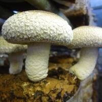 しいたけ どんこ椎茸L（中国産）｜オリジナル商品｜株式会社ジェフダ（JFDA）