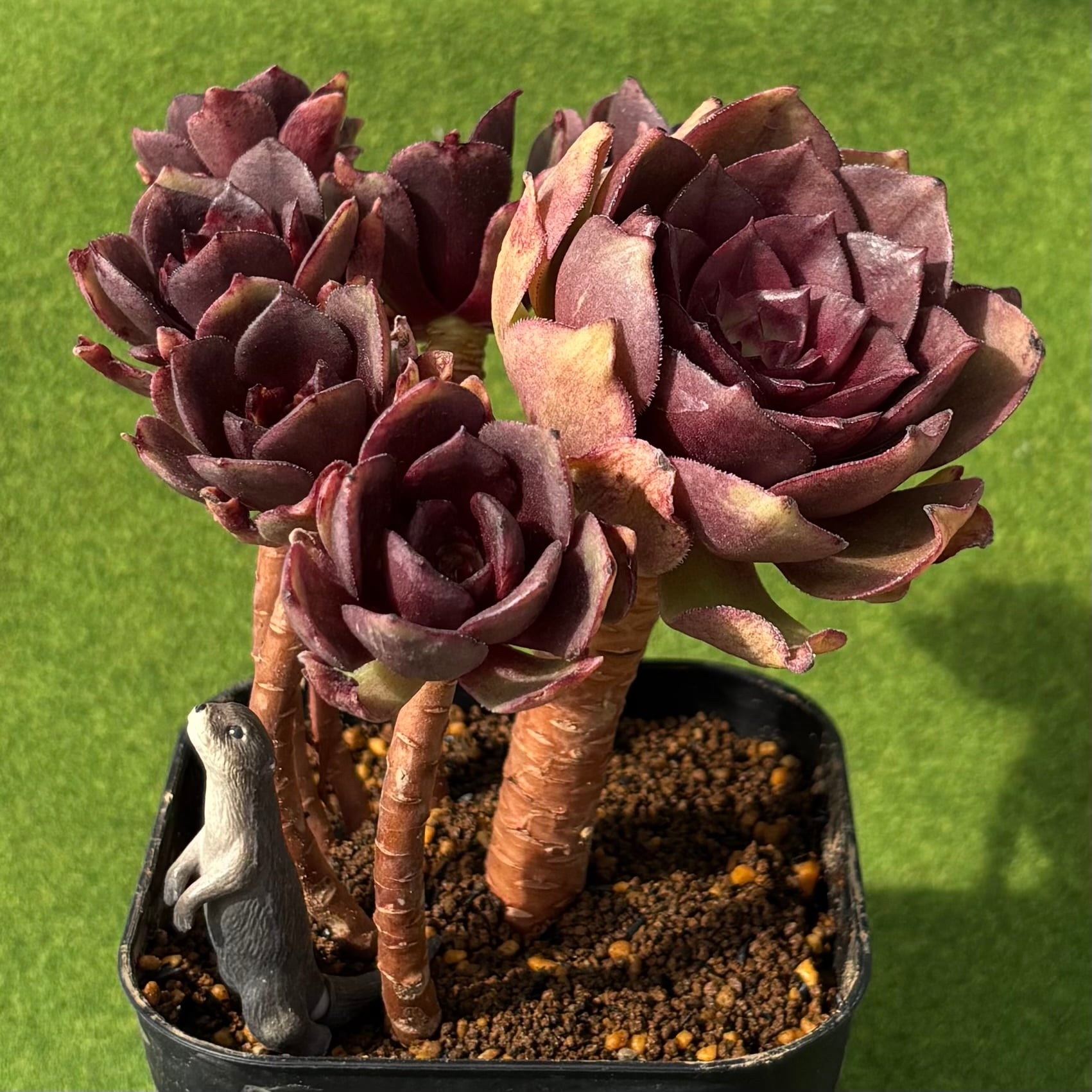 Top【選抜株】多肉植物　264722レッド デビル　12個　鉢無し/脱土 レッドデビル 大サイズ | 多肉植物 豆彦商店
