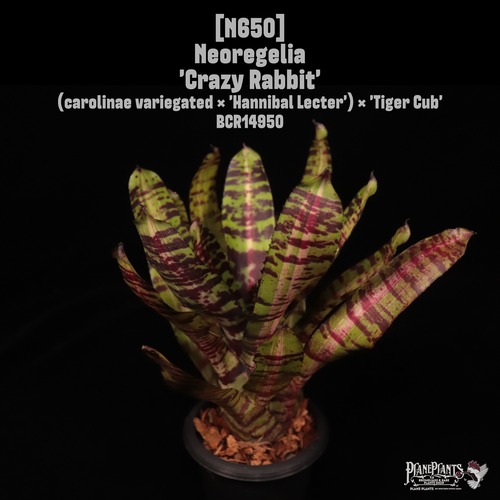 【送料無料】Neoregelia 'Crazy Rabbit'〔ネオレゲリア〕現品発送N650
