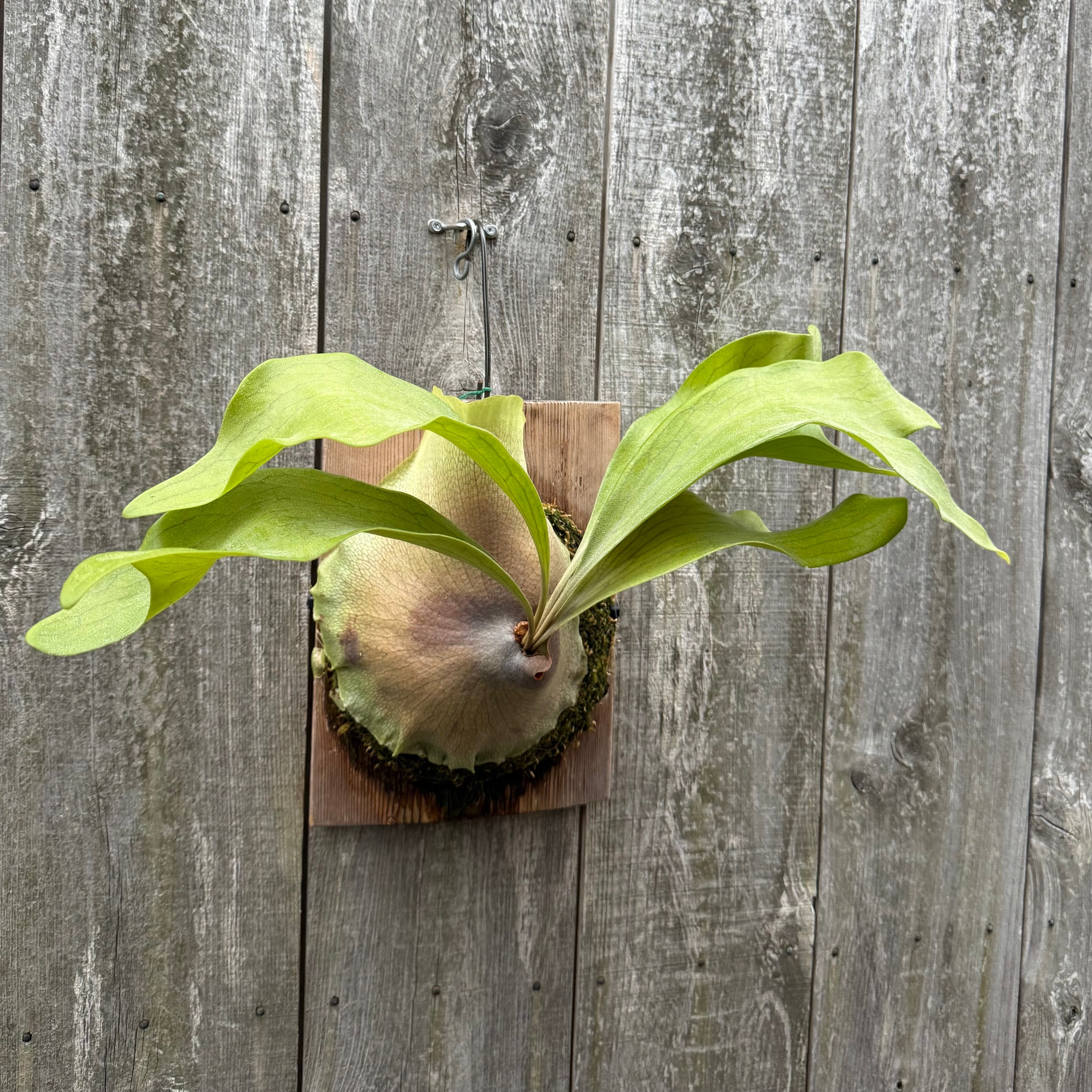 ビカクシダ hillii ‘Bangpung’ 親株 超お得 P. hillii Bangpung (pup) | naturefix