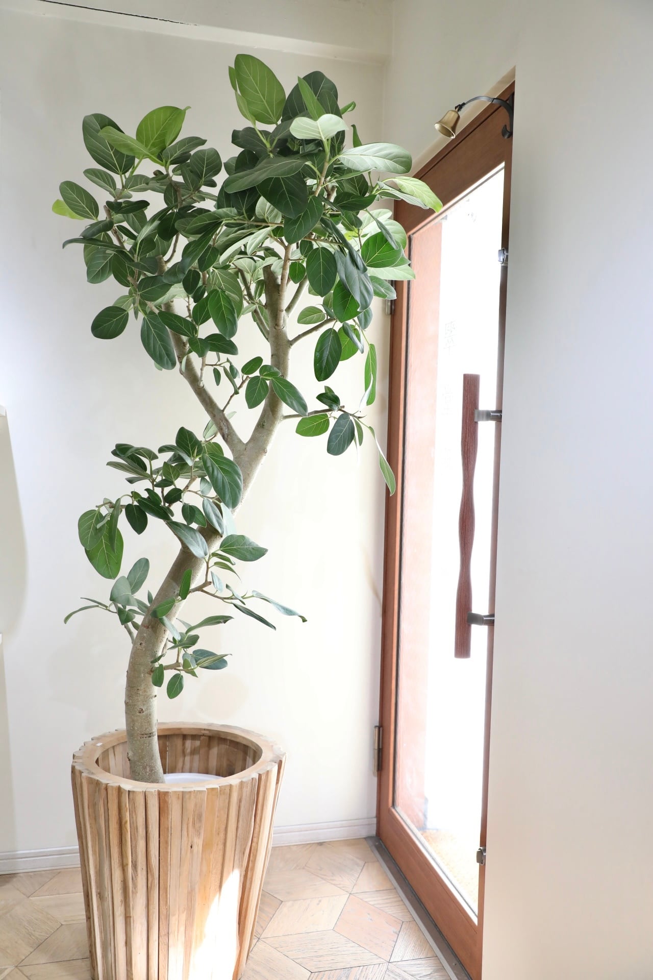 都内近郊限定配送】【195cm】フィカス ベンガレンシス/Ficus ※陶器鉢