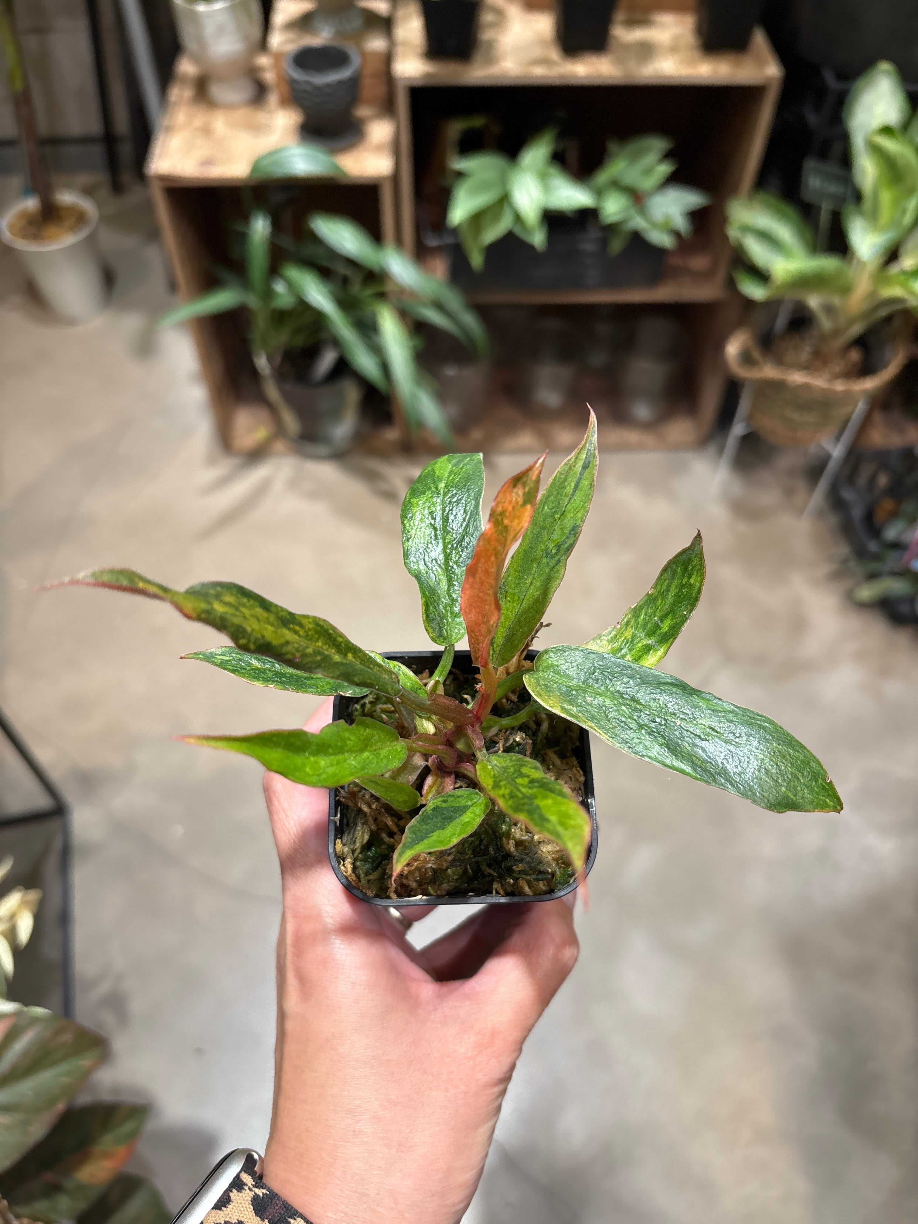 B フィロデンドロン キャラメルマーブル ファイヤータイガー