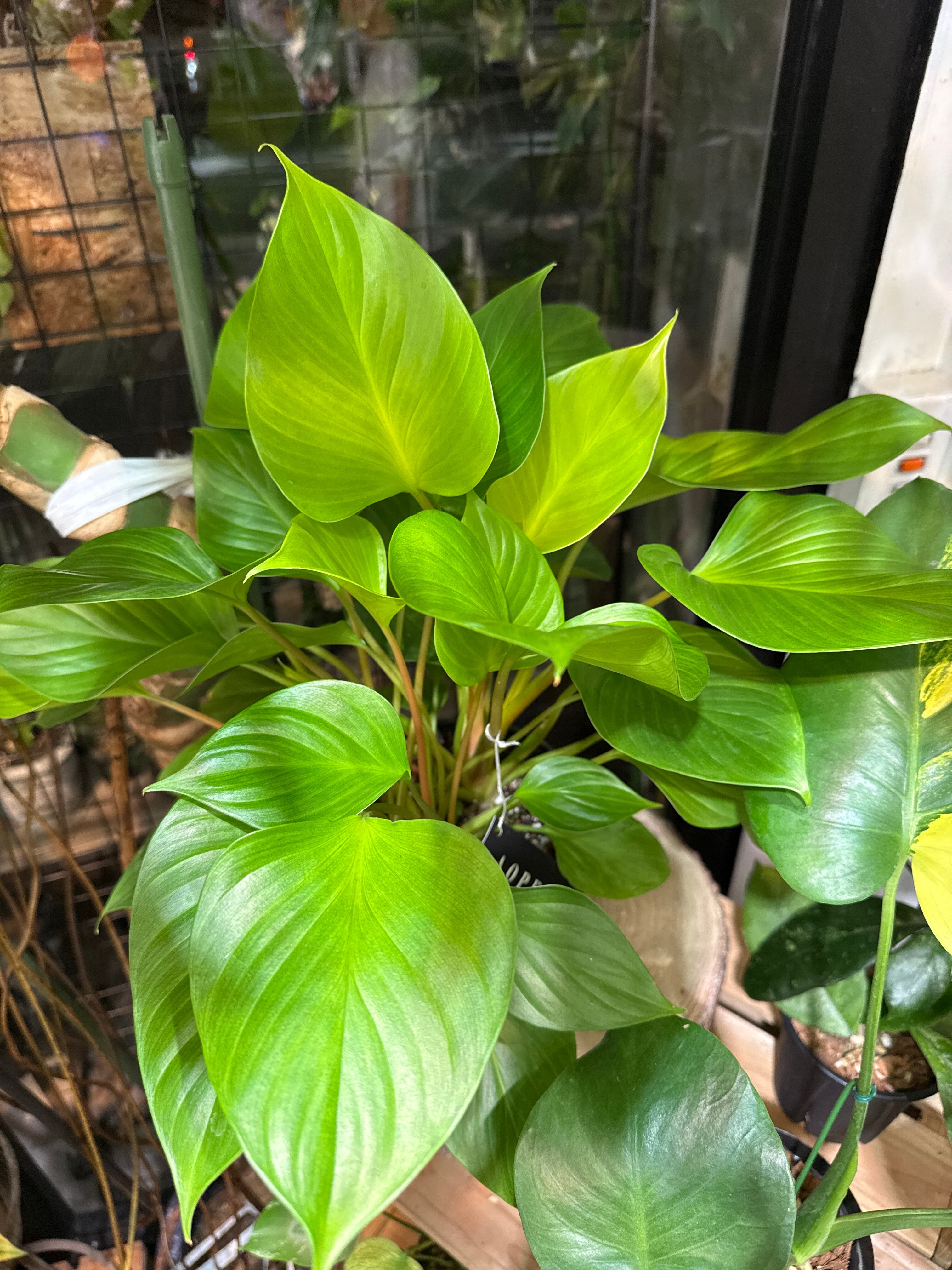 アロカシア・ホマロメナ、スキスマトグロッティス類 | Garden