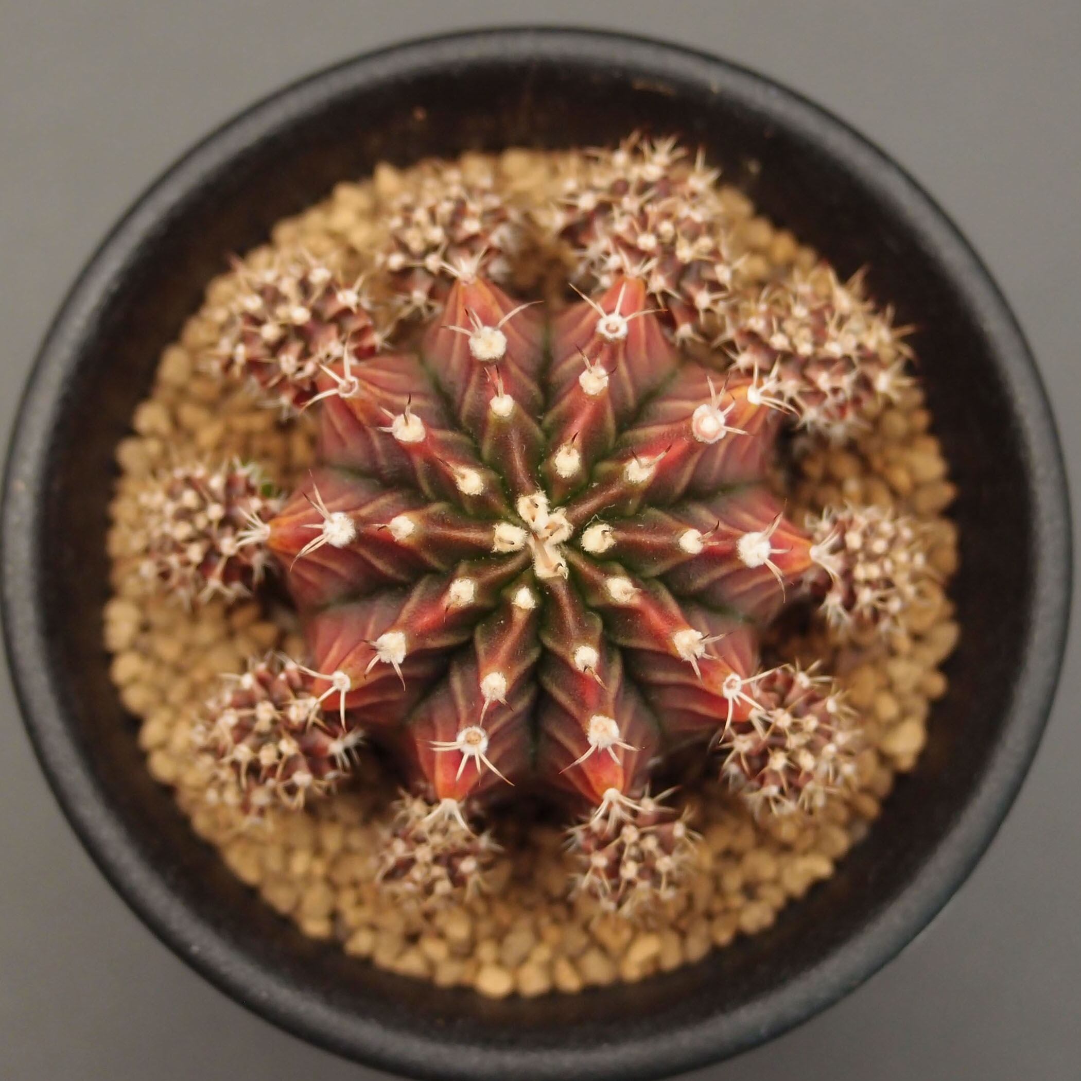 ギムノカリキウム属 | 万緑 BAN RYOKU