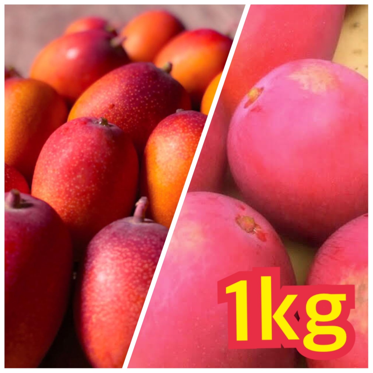 完熟マンゴー 自家用 ミニマンゴーセット 1~1.3kg | AKAIKE FARM