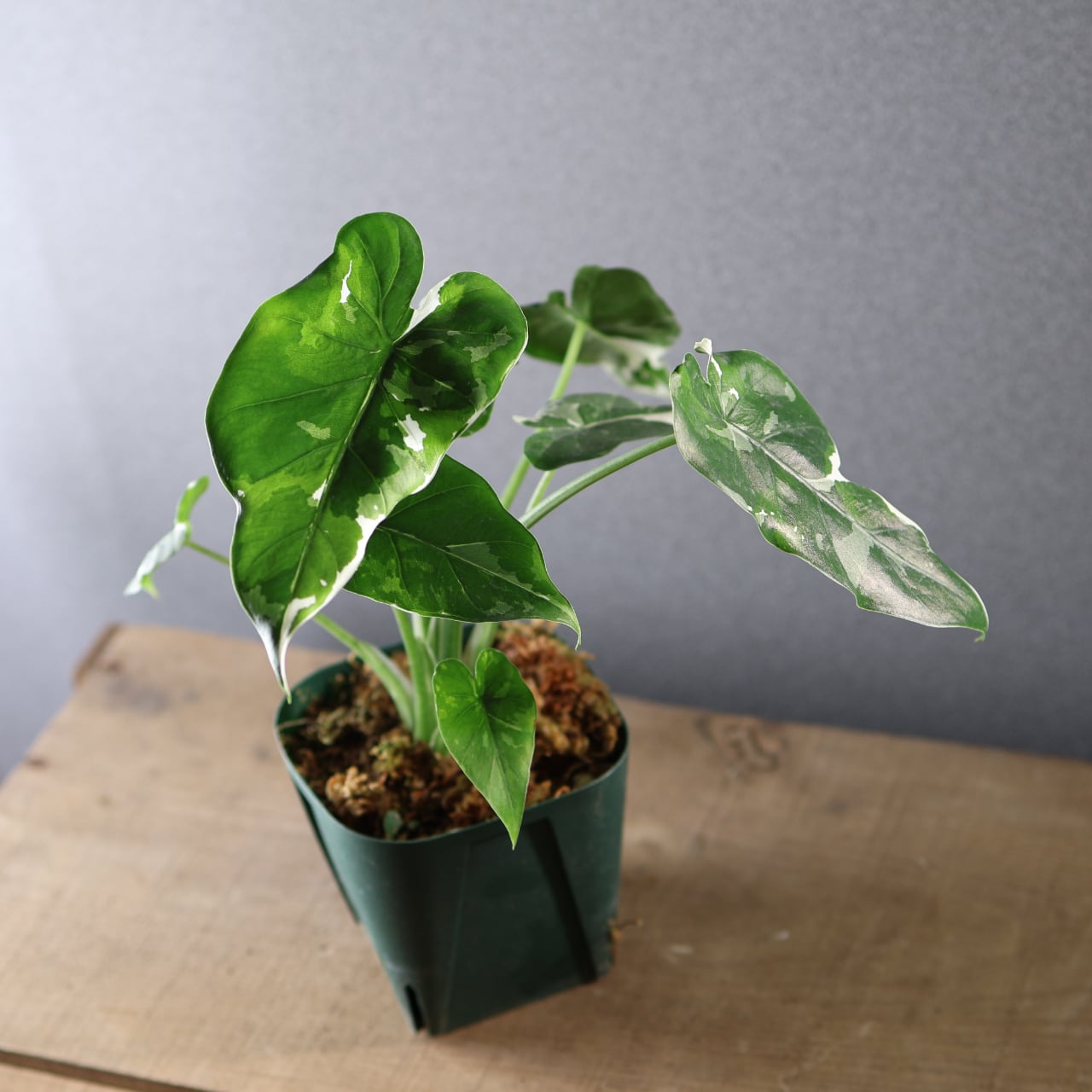 575『斑入り クワズイモ』観葉植物【送料無料】 | MARX PLANTS | 観葉