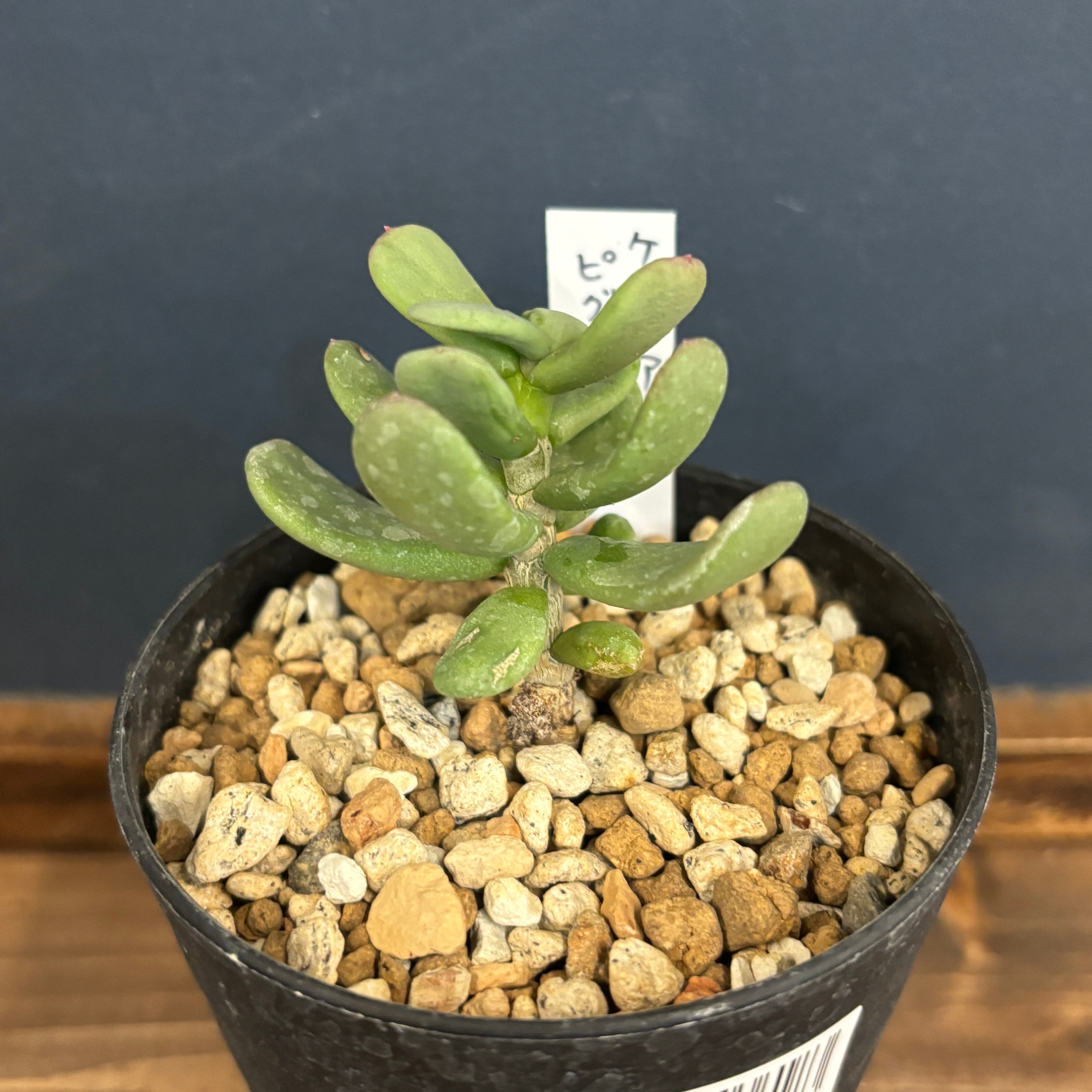 ケラリア ピグマエア 実生【831】