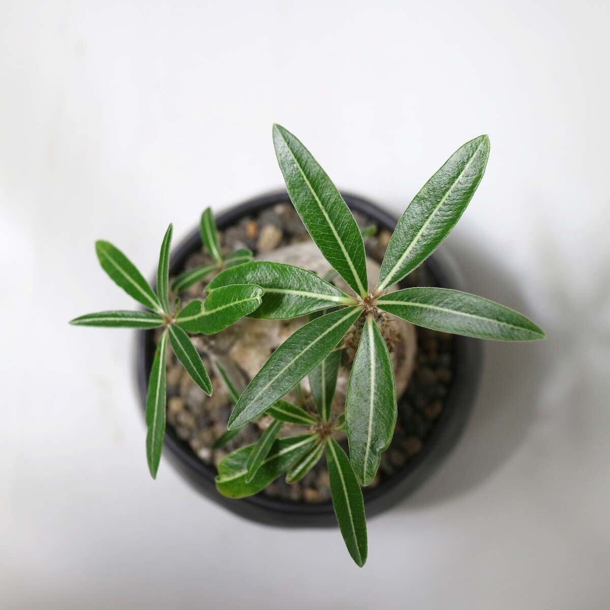 Pachypodium rosulatum var. cactipes no.01 | 1989_plants
