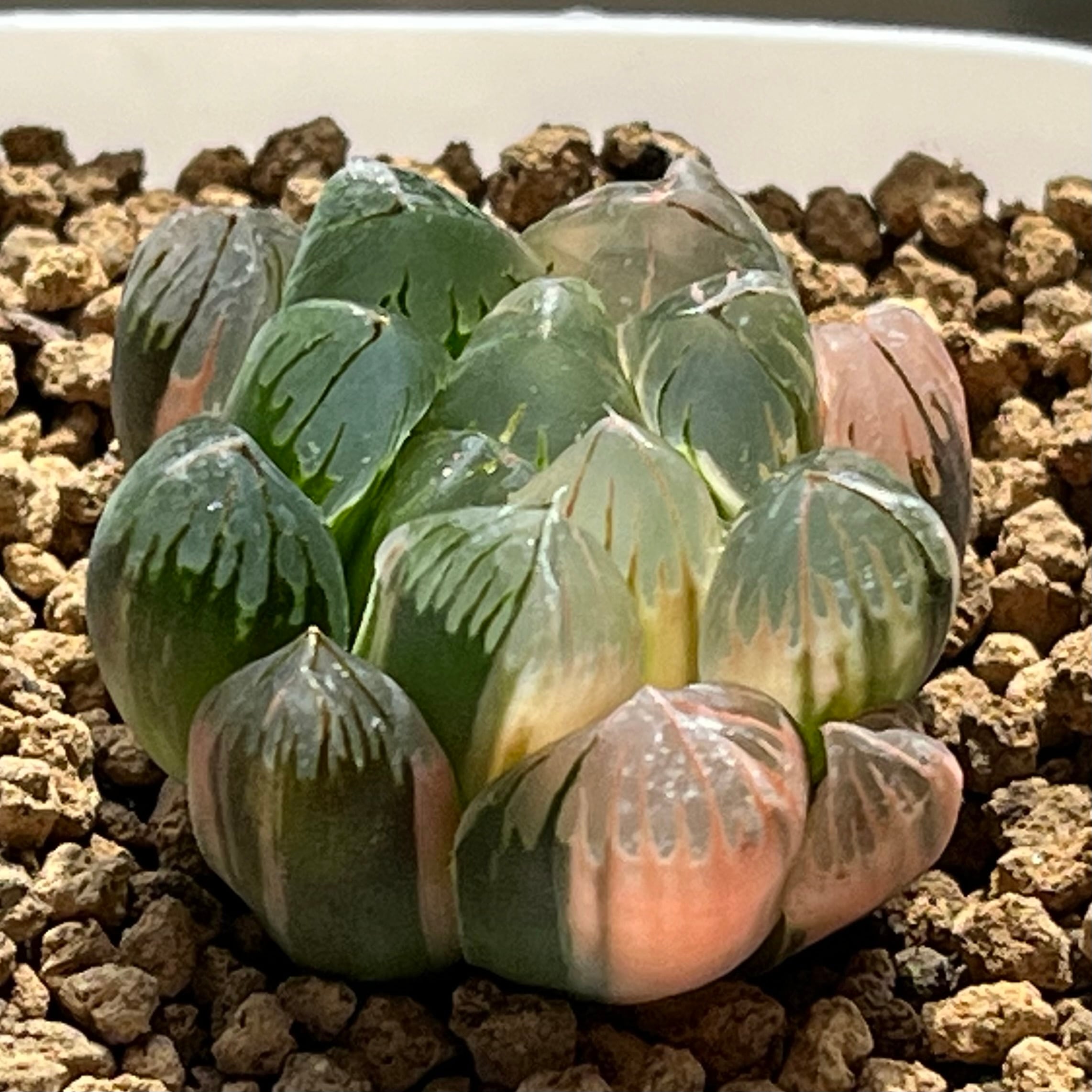 ハオルチオプシス 泪珠錦 | mocono_plants