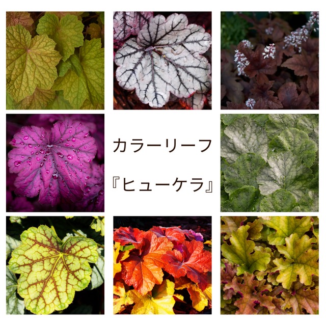 ヒューケラ　カラーリーフ　4種セット①（3号ポット）ツボサンゴ　耐寒性多年草　寄せ植え　グランドカバー
