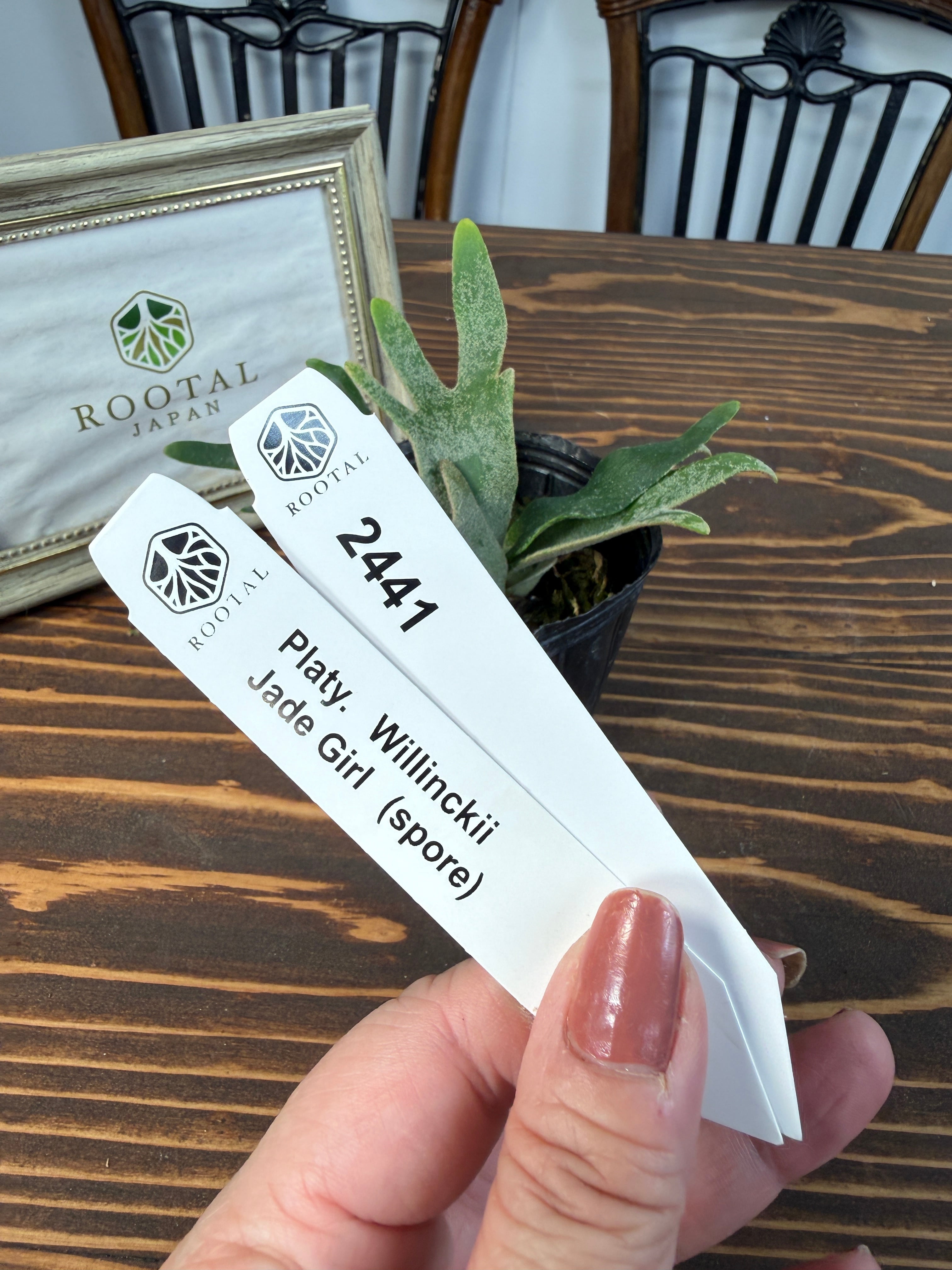 ★2441【未来は緑のプリンセス】 ビカクシダ ウィリンキージェイドガールspore (2.5号ポット)