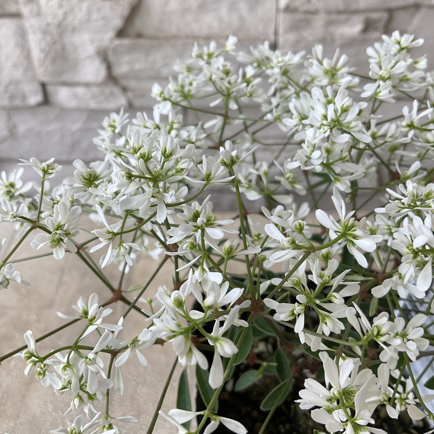 ダリア　球根 maxresdefault.jpg