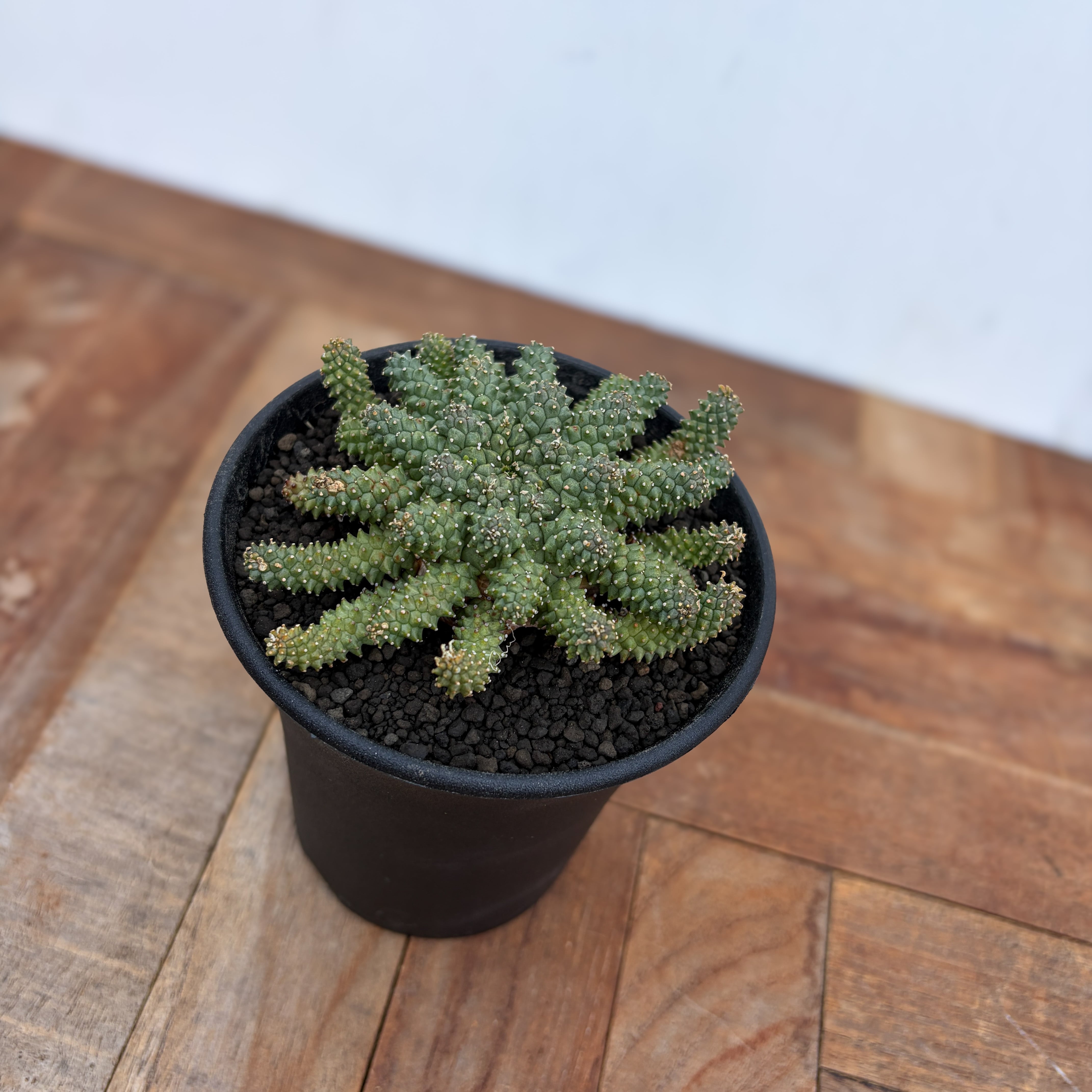 Euphorbia atroviridis【ユーフォルビア・アトロビリディス】 | RIMO'S