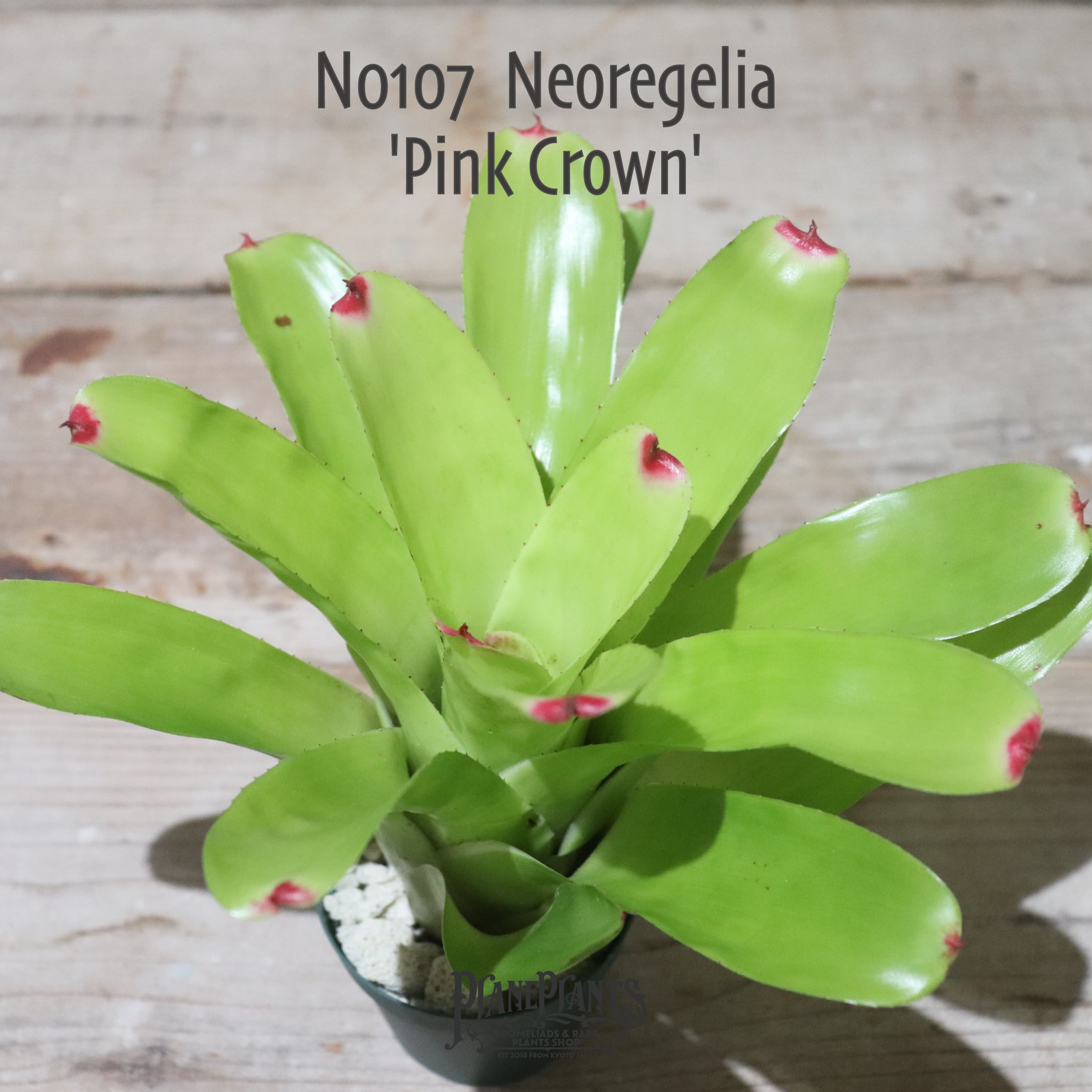 送料無料】Neoregelia 'Pink Crown'〔ネオレゲリア〕現品発送N0107