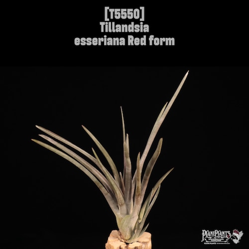 【送料無料】esseriana Red form〔エアプランツ〕現品発送T5550
