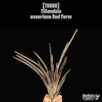 【送料無料】esseriana Red form〔エアプランツ〕現品発送T5550