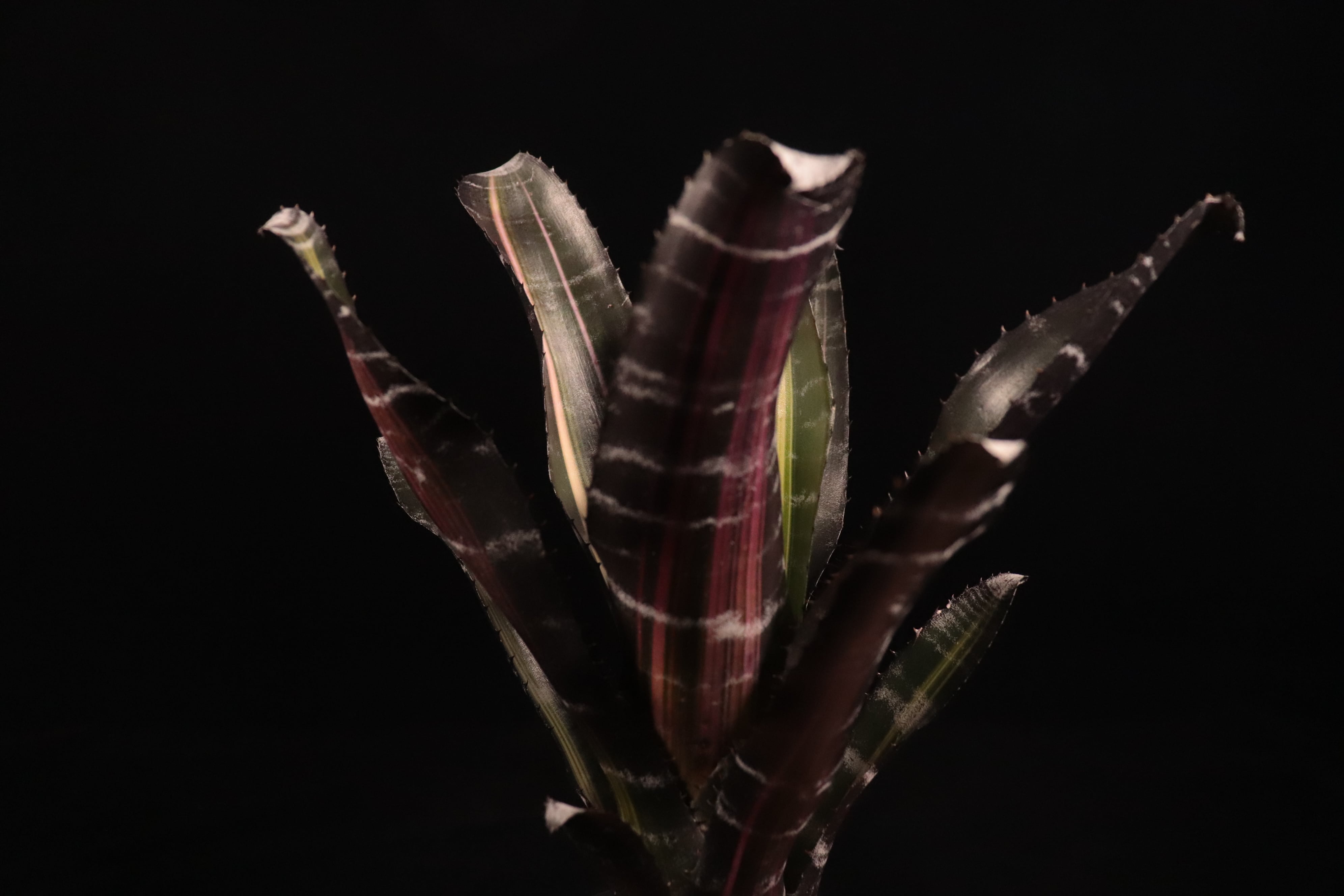 Aechmea 'Roberto Menescal'〔エクメア〕A204 | plane plants