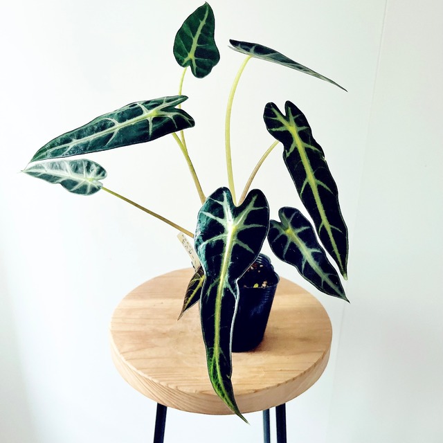 フィカス ウィアンディ 曲がり幹 観葉植物 calm cafe